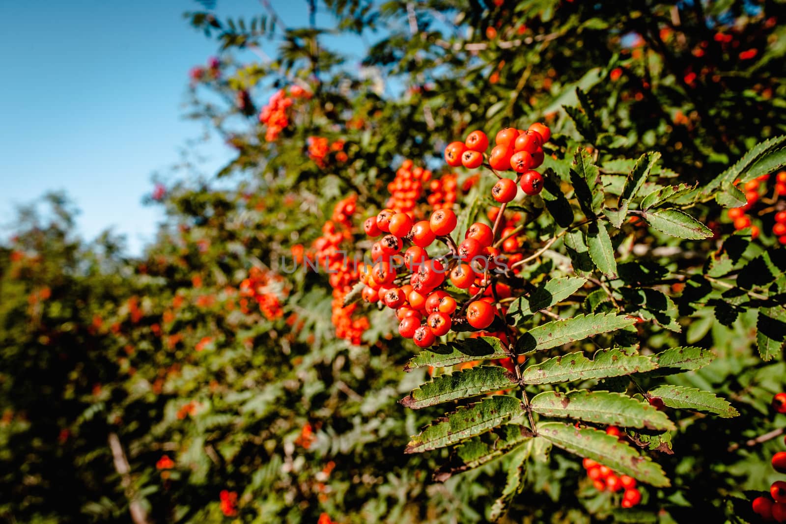 Pyracantha coccinea berries hanging on a branch in natural surroundings