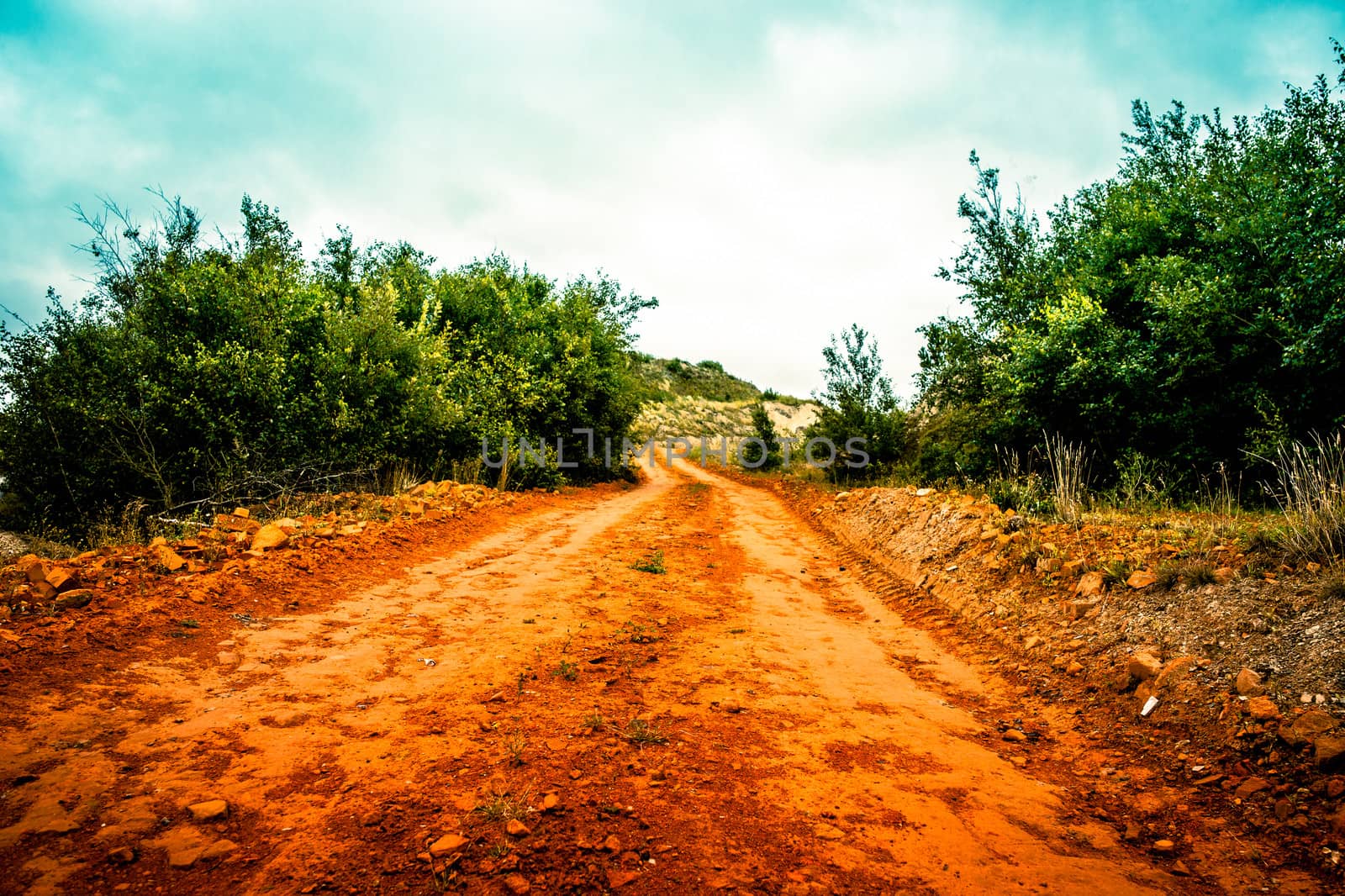 Nature path surrounded by trees and bush