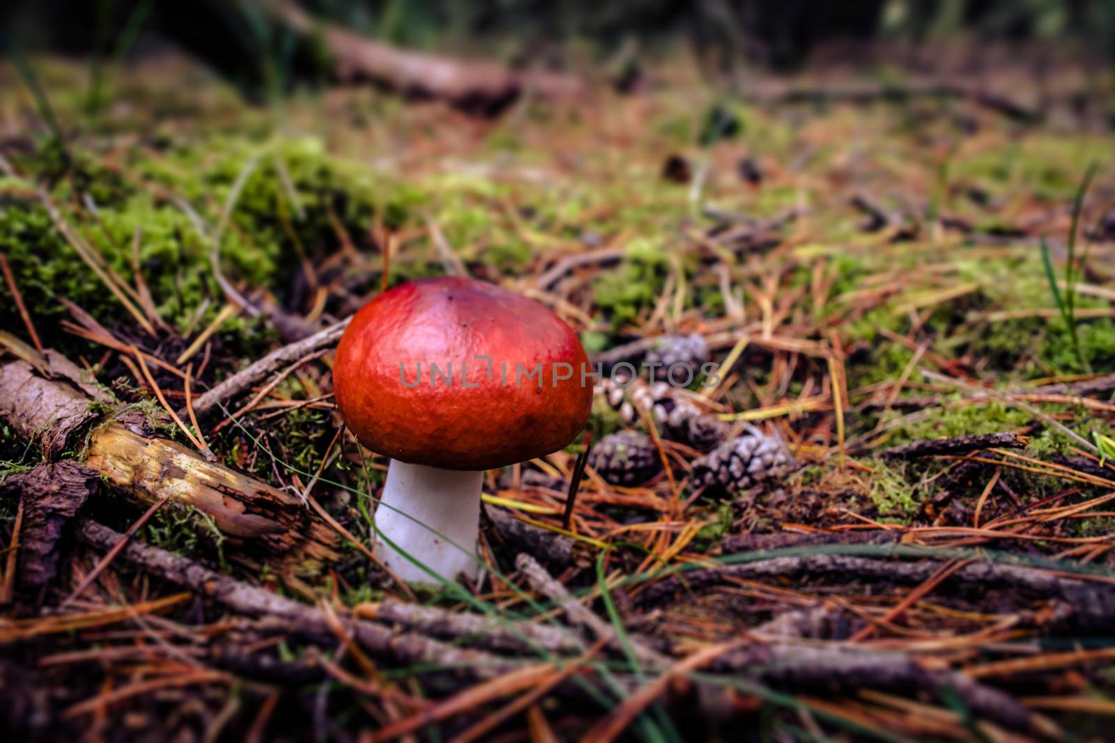 Red fungus by Sportactive