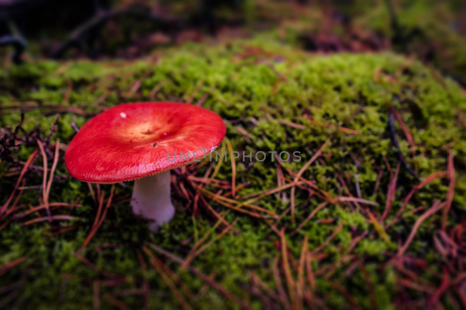 Red fungus mushroom on the forest floor