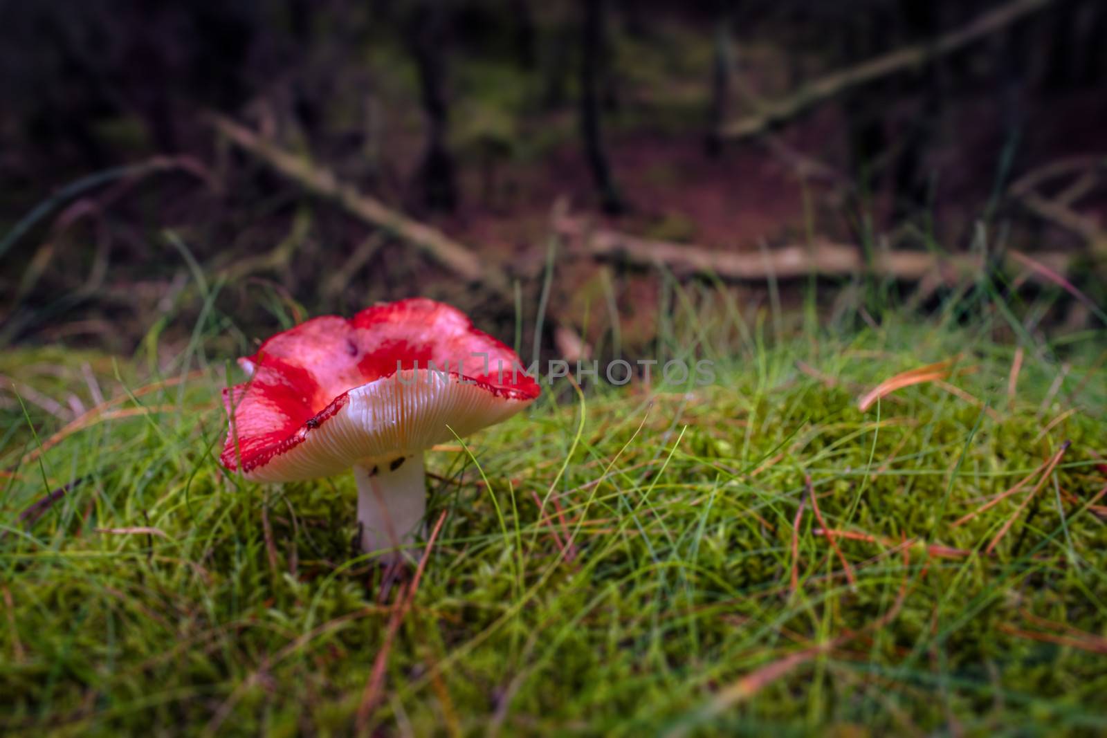 Red fungus by Sportactive