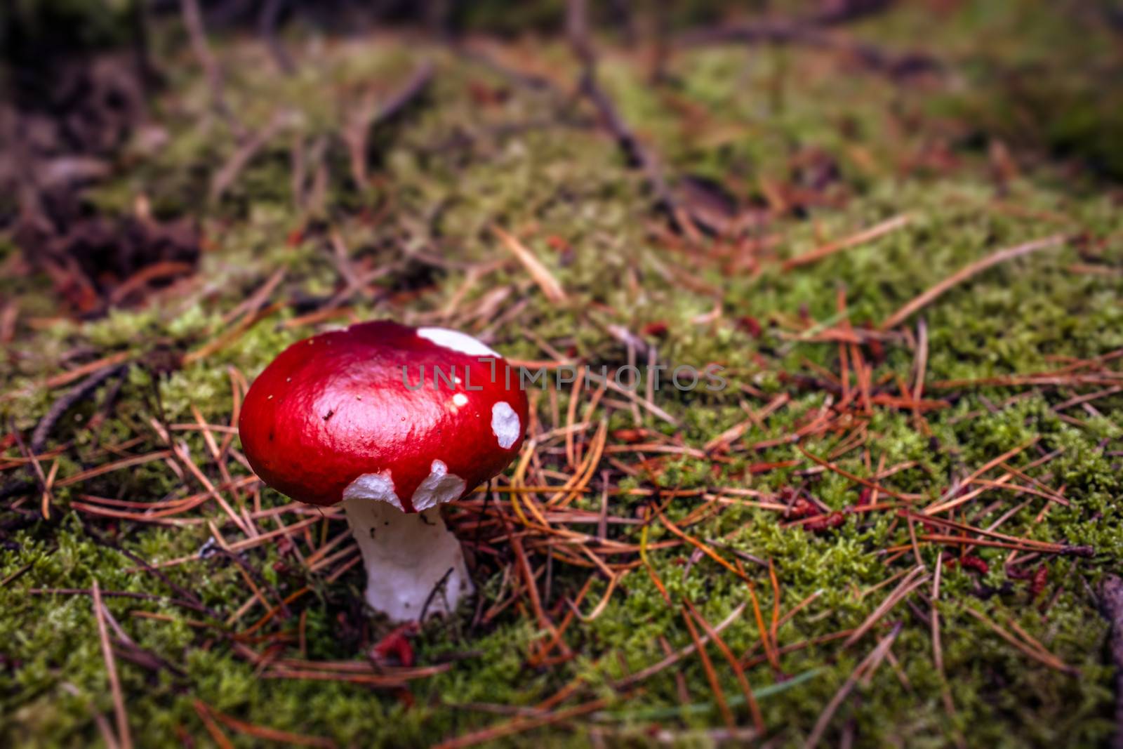 Red fungus mushroom on the forest floor