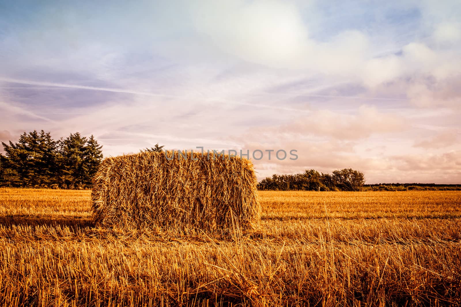 Straw bale on the field in sunshine