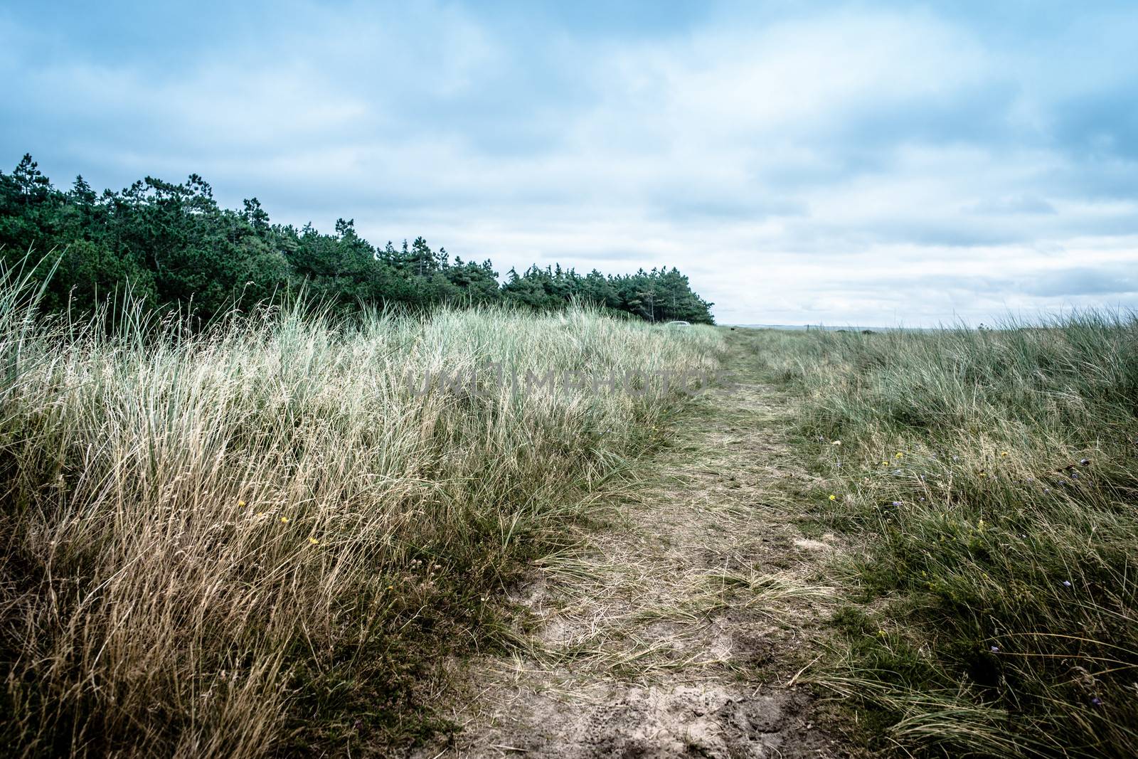 Nature path surrounded by grass and bush