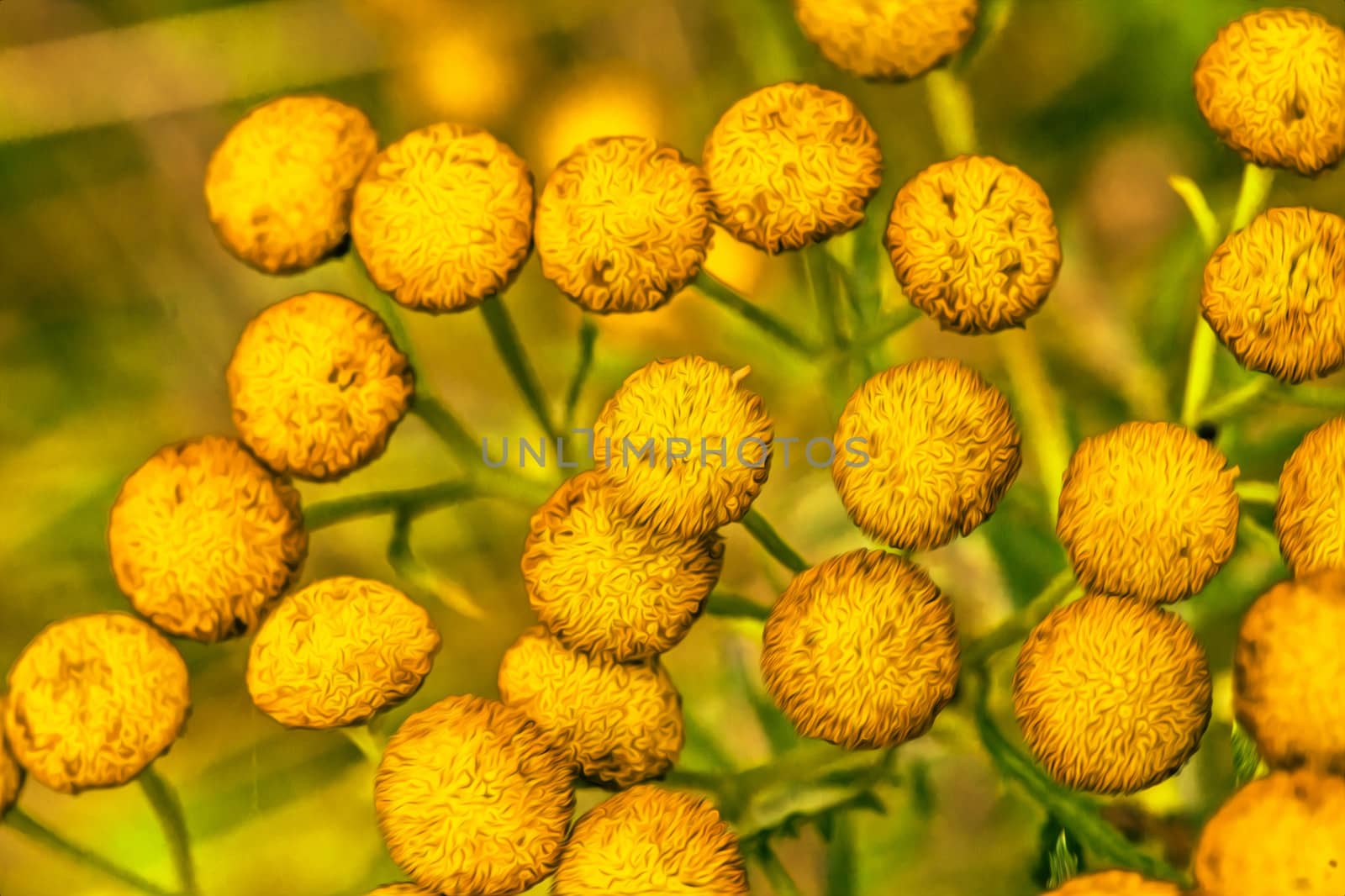 Yellow flowers with oil paint effect