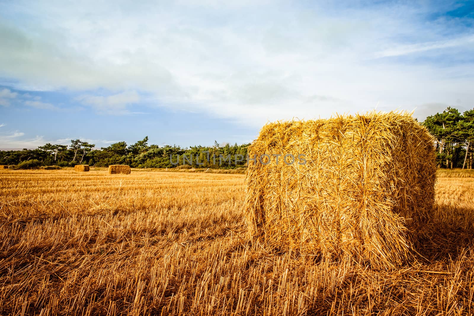 Straw bale on the field in sunshine