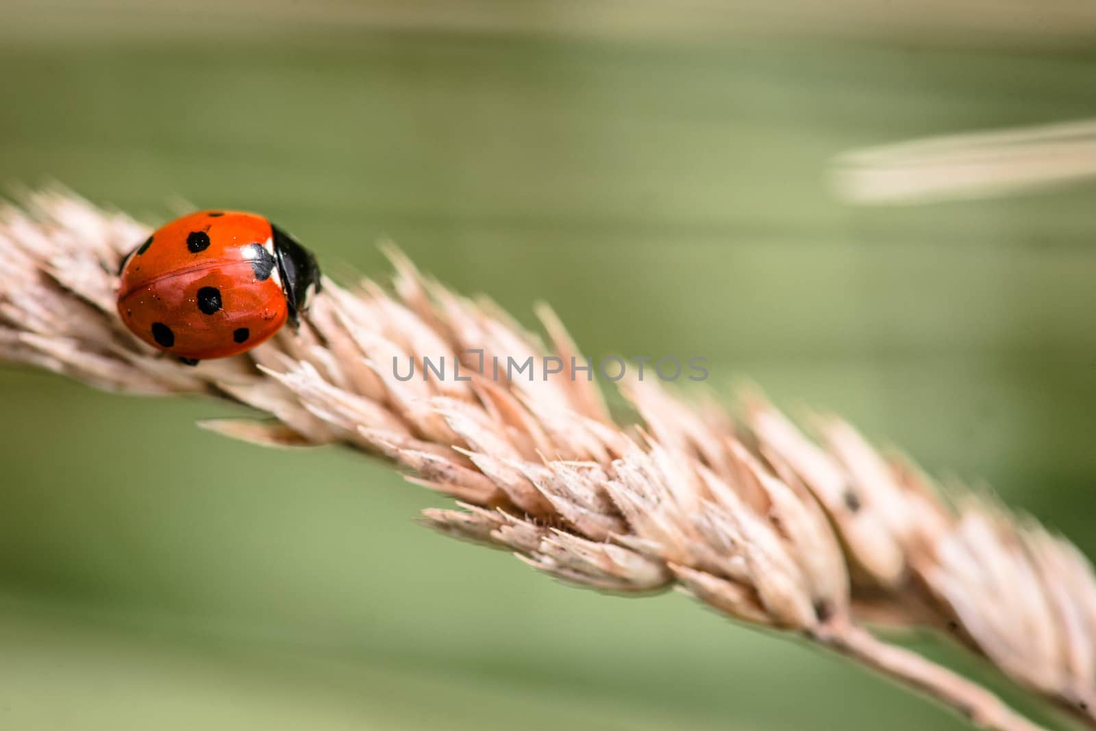 Cute ladybug by Sportactive