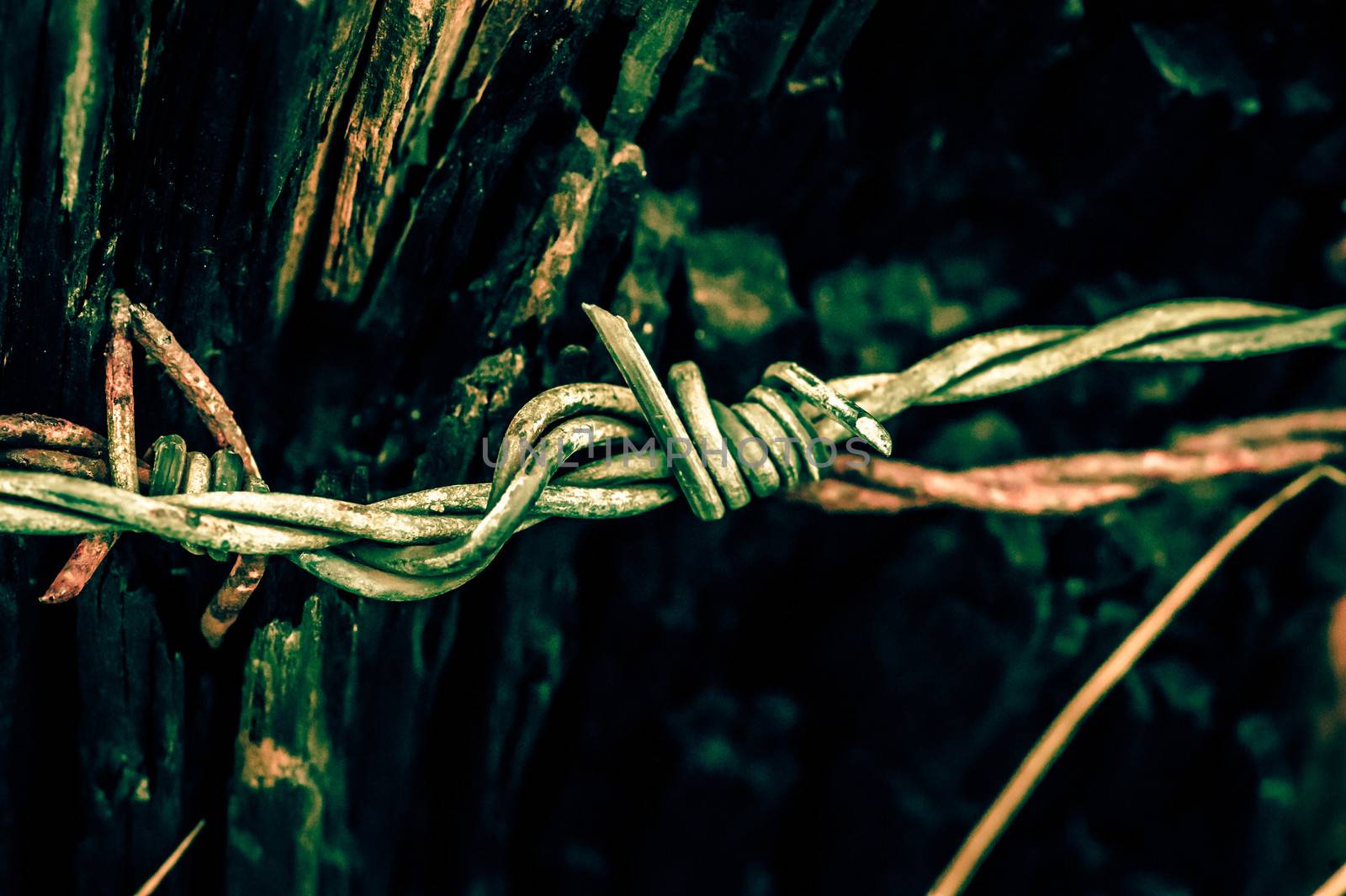 Barb wire by Sportactive