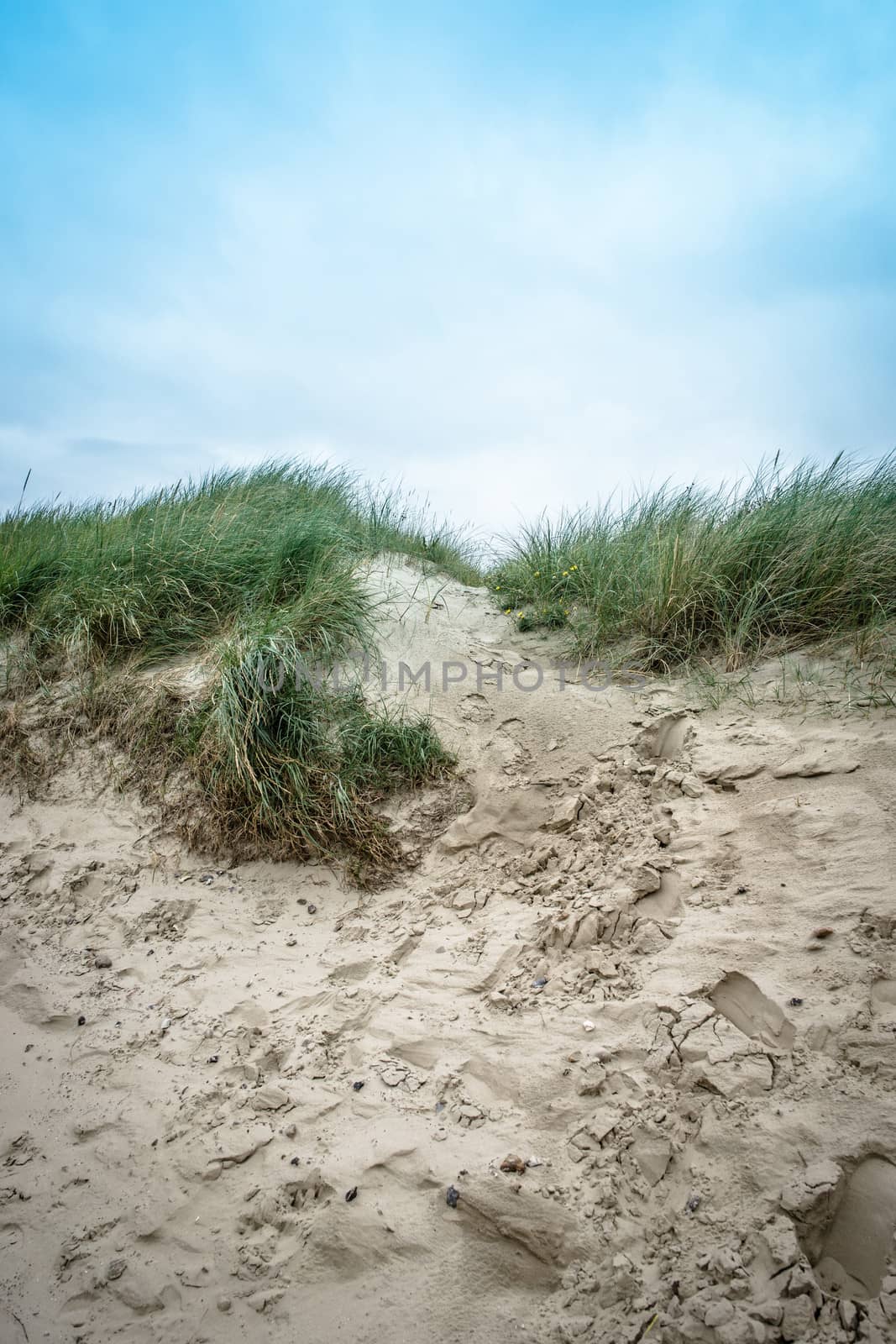 Dune hill covered with sand and reed