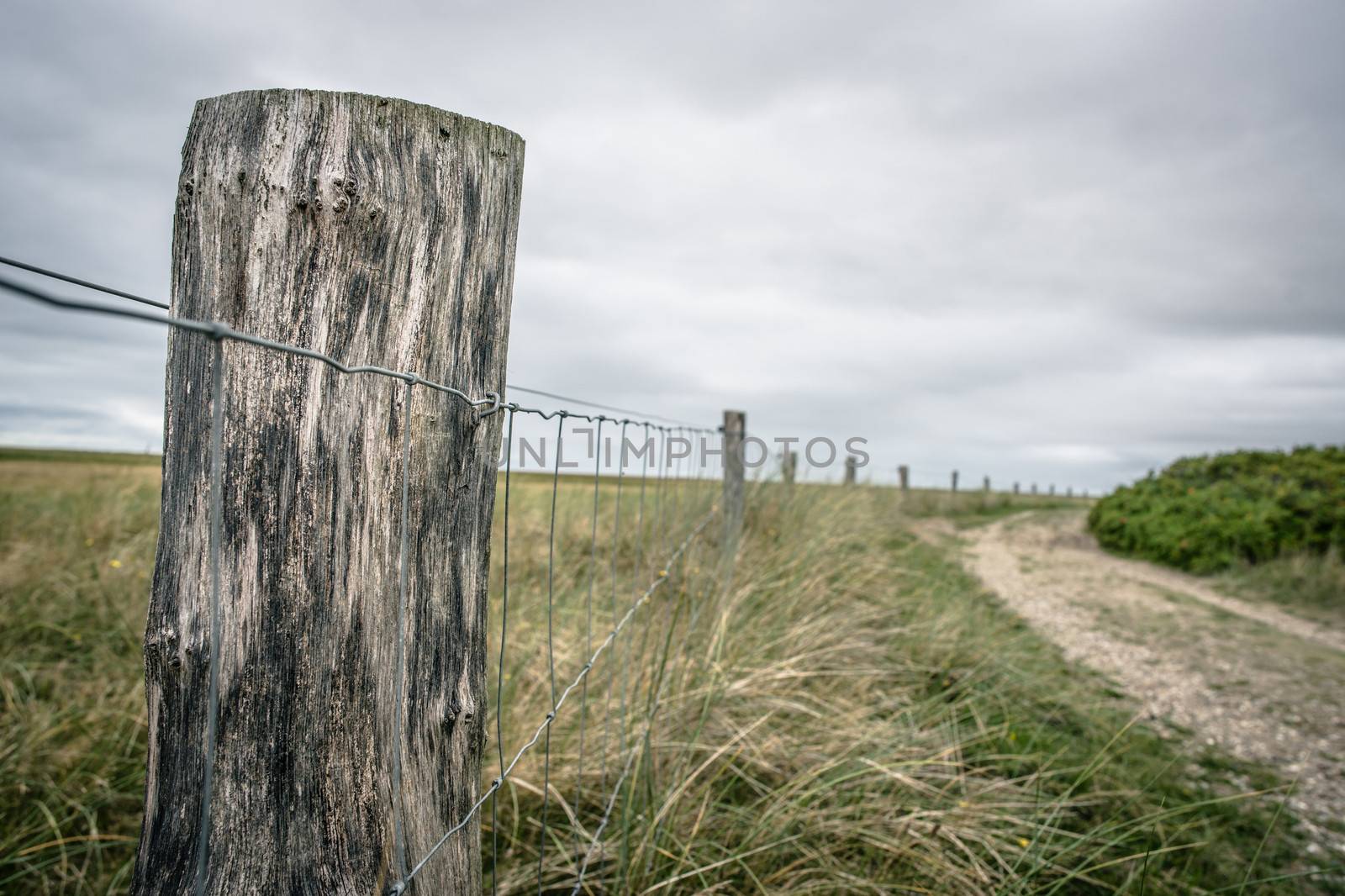 Nature path surrounded by grass and a fence