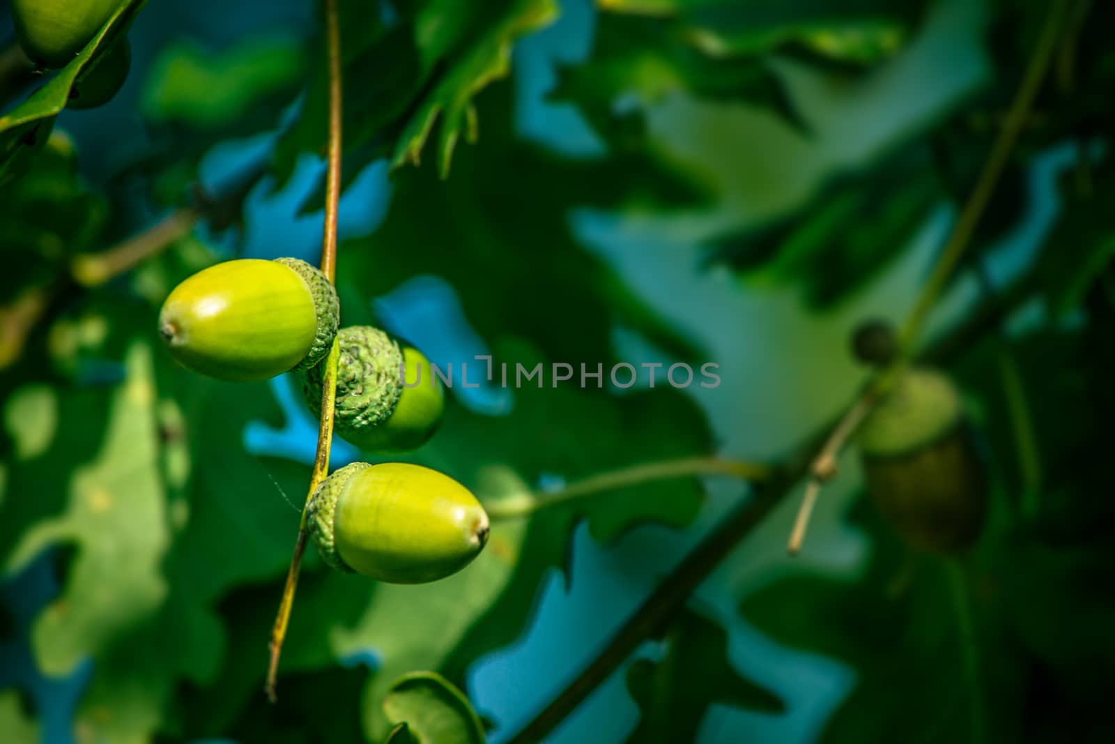 Fresh green acorn ripe hanging from a tree