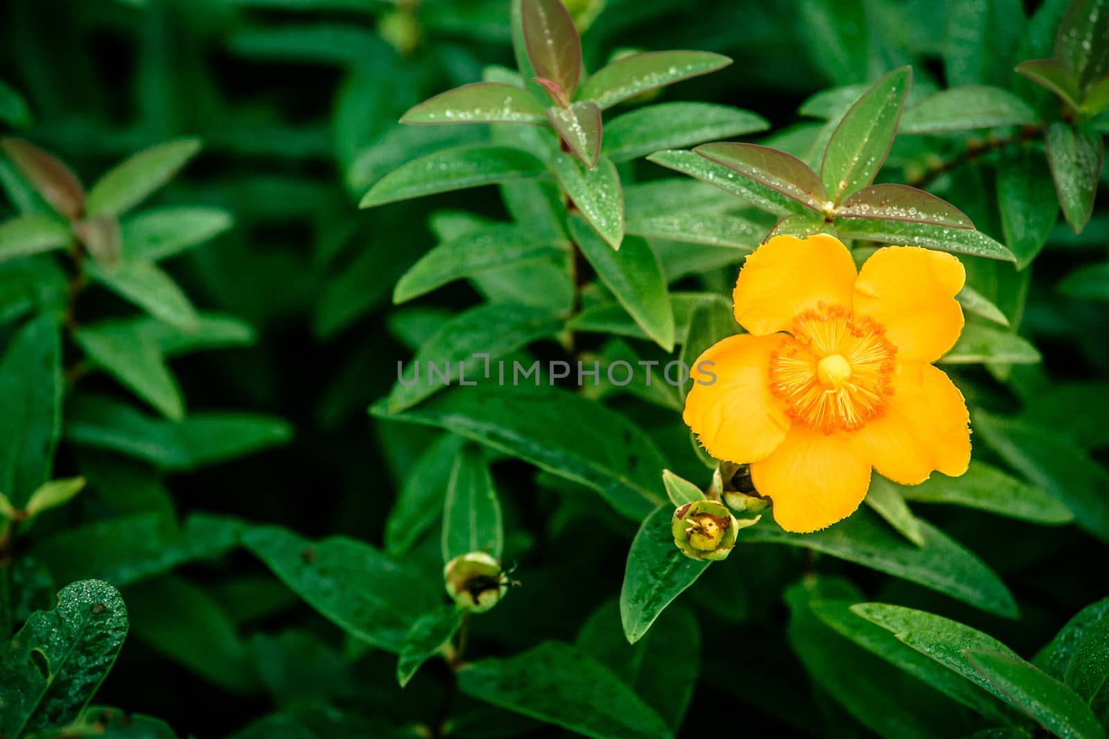 Yellow flower surrounded by green leafs