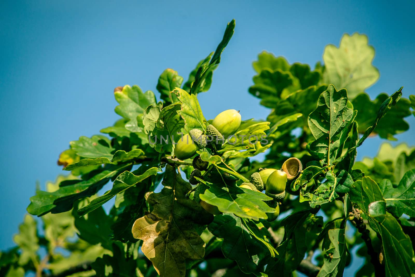 Fresh green acorn ripe hanging from a tree