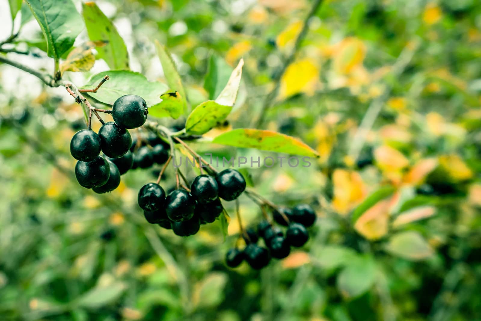 Aronia Melanocarpa hanging on a branch in nature