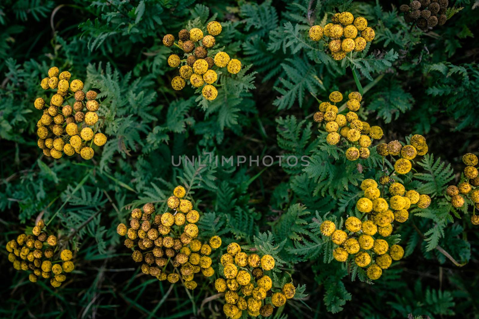 Yellow Tanacetum Vulgare flower from above