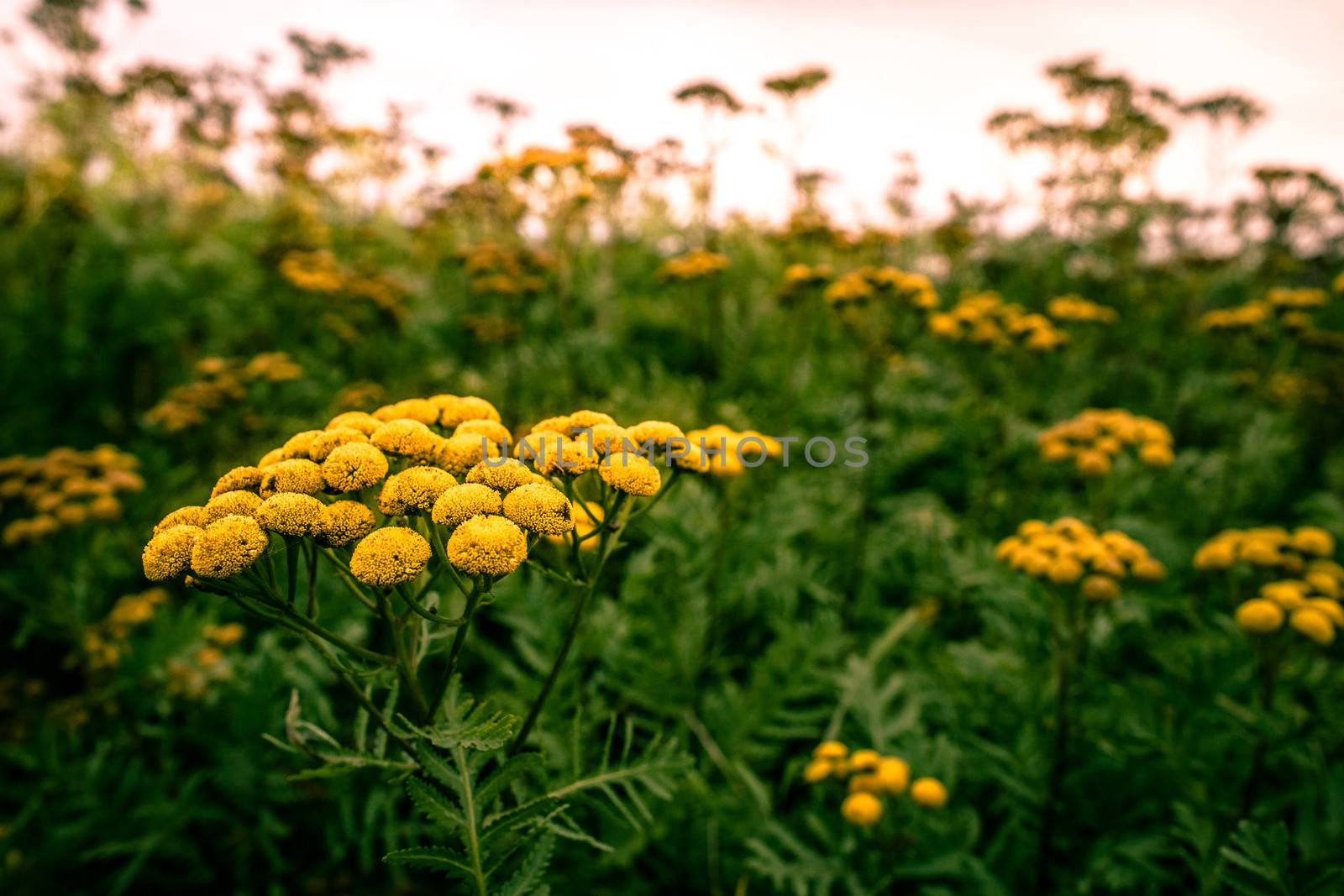 Yellow Tanacetum Vulgare flower on a field