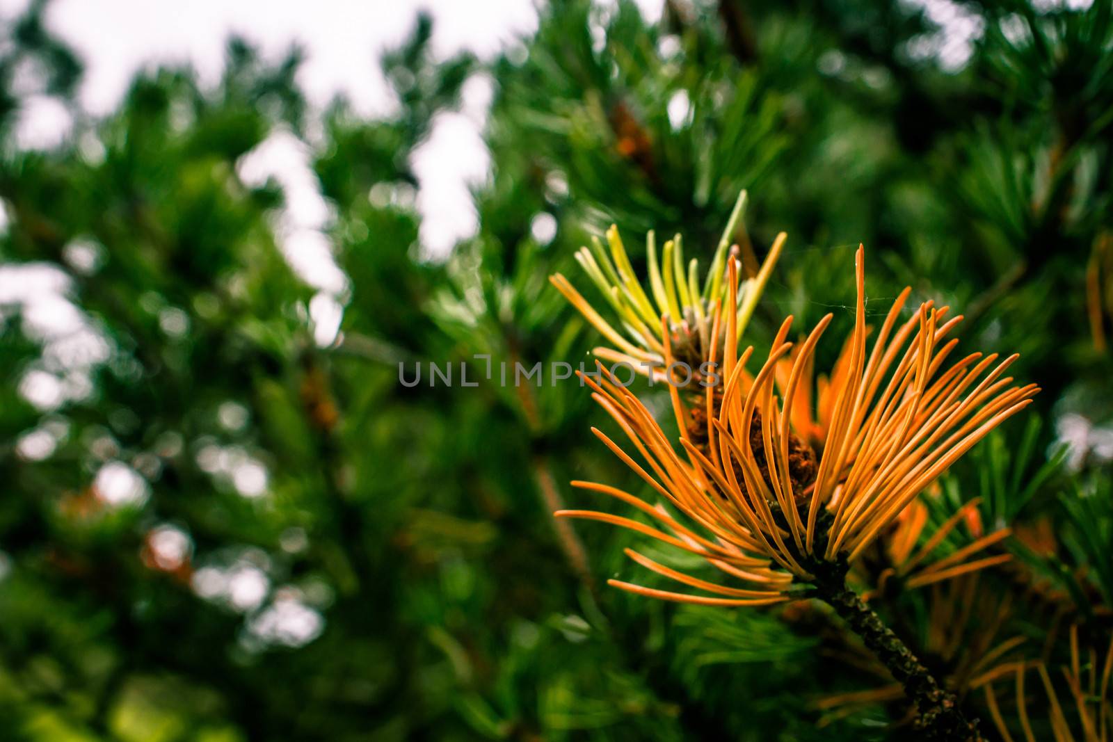 Pine tree in beautiful colors at autumn time