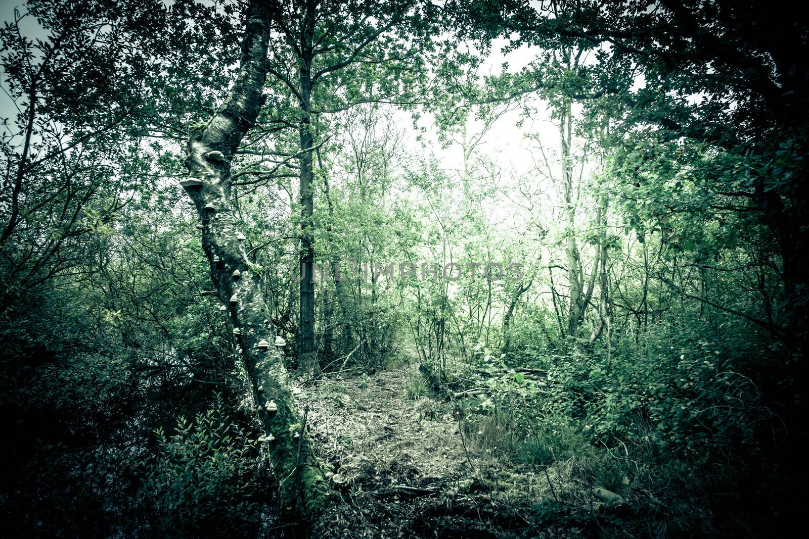 Mysterious forest by Sportactive