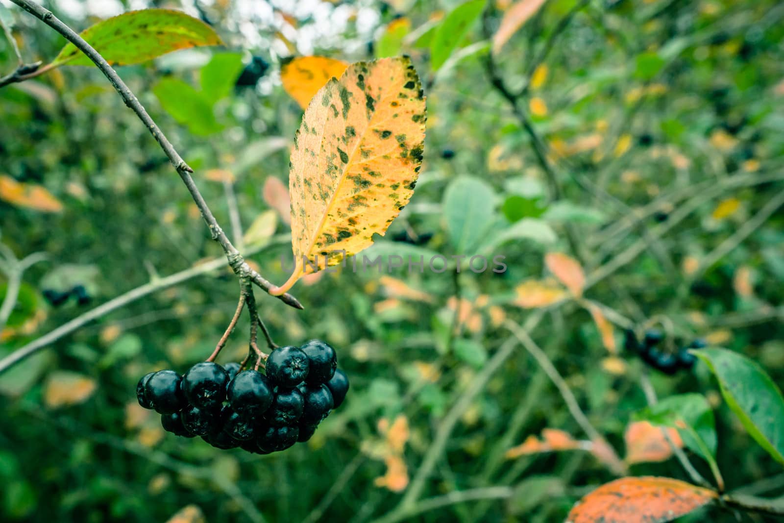 Aronia Melanocarpa in nature by Sportactive
