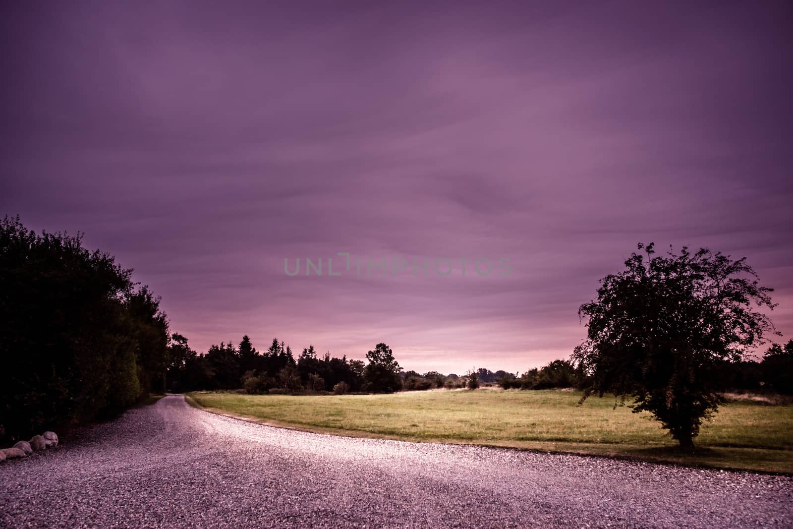 Nature path in a purple colored landscape