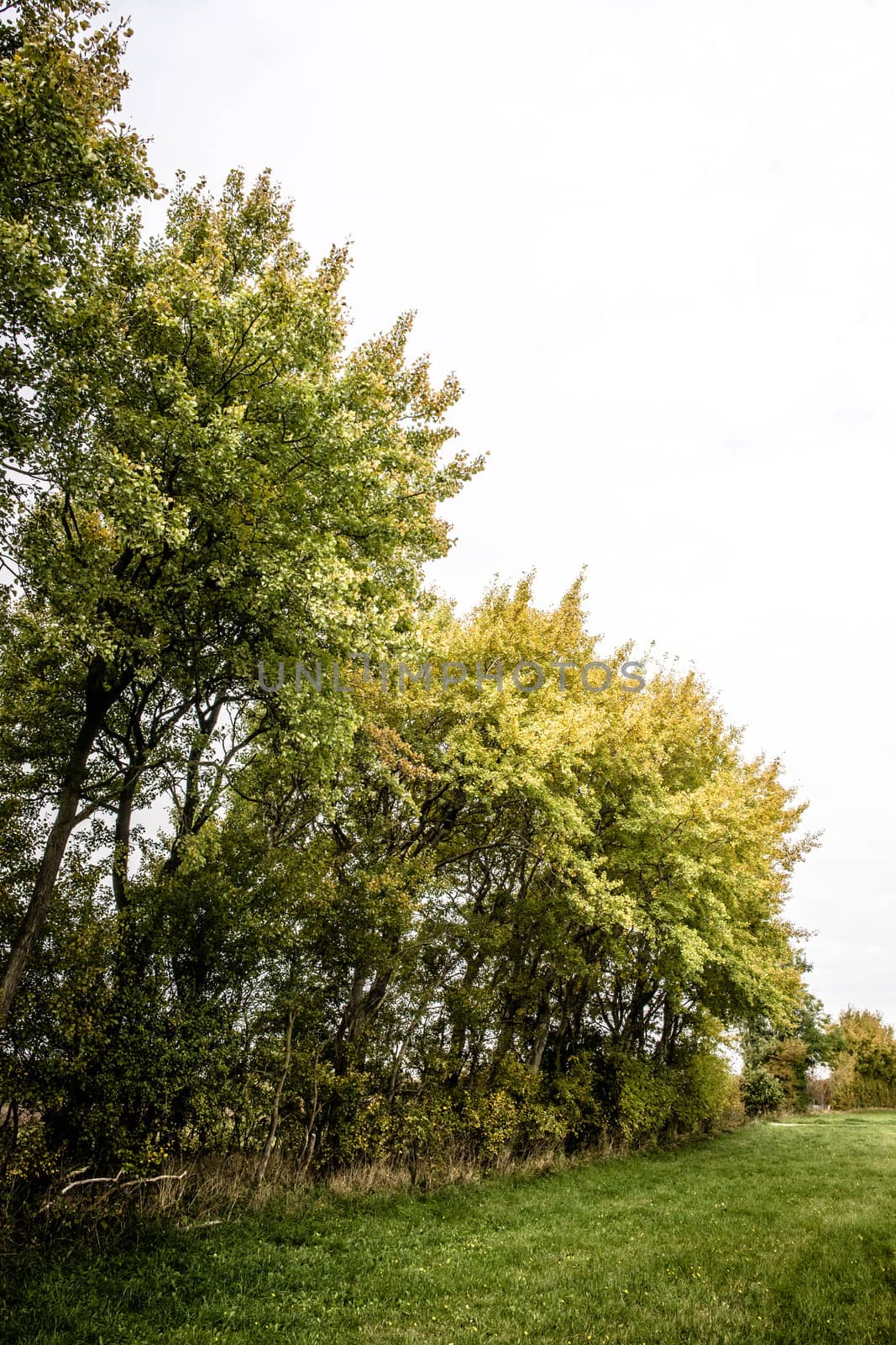 Trees on a row in autumn time