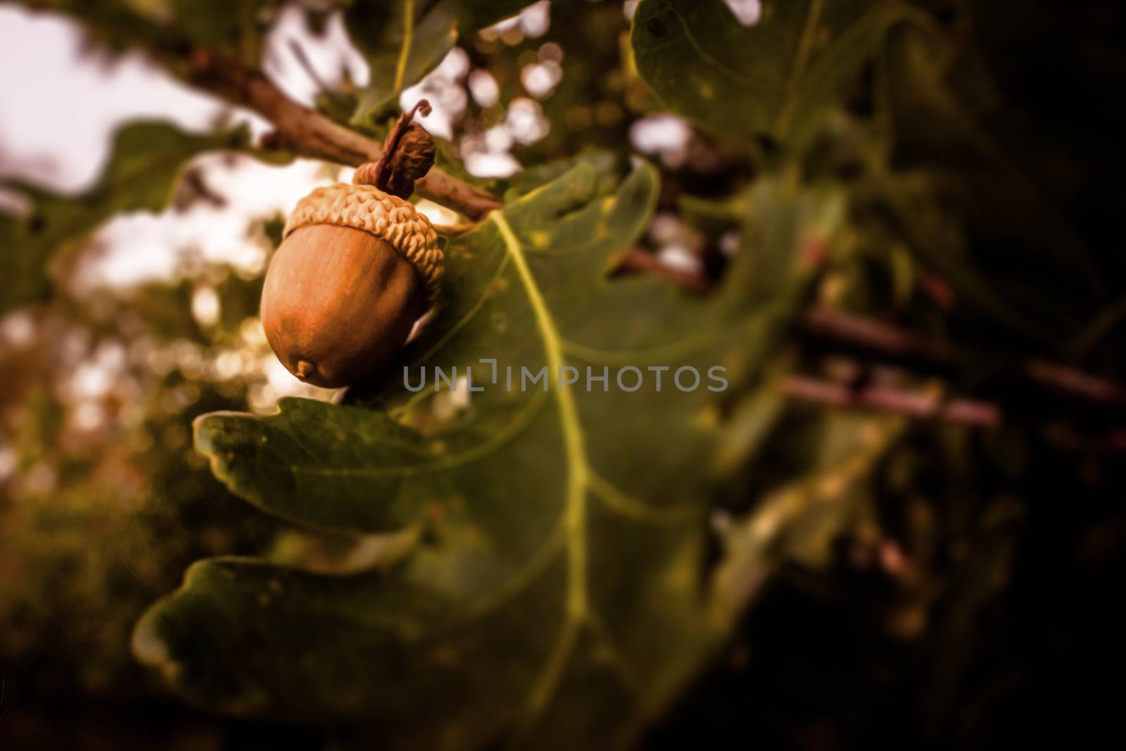 Brown acorn ripe hanging from a tree