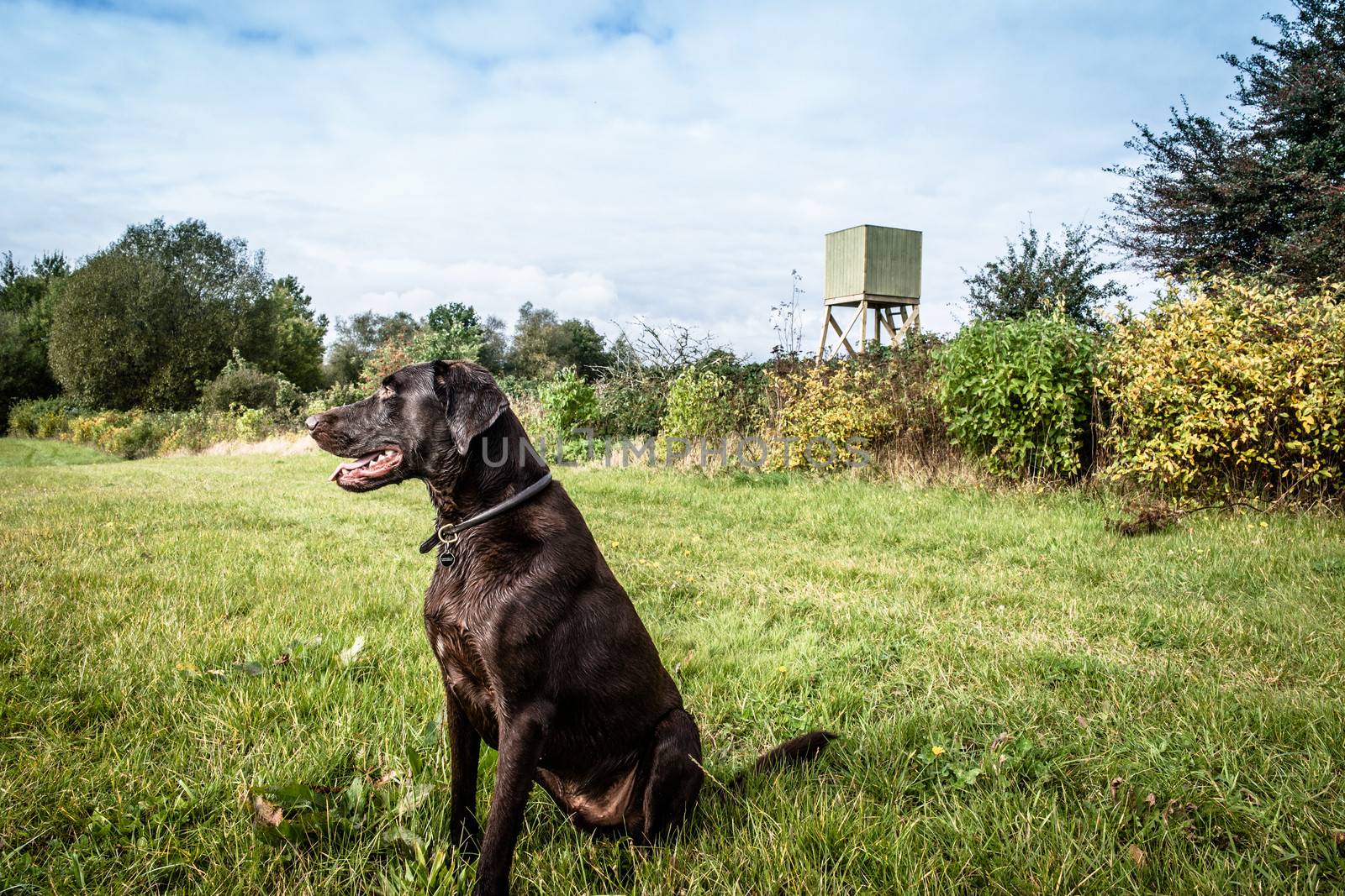 Dog lookout by Sportactive