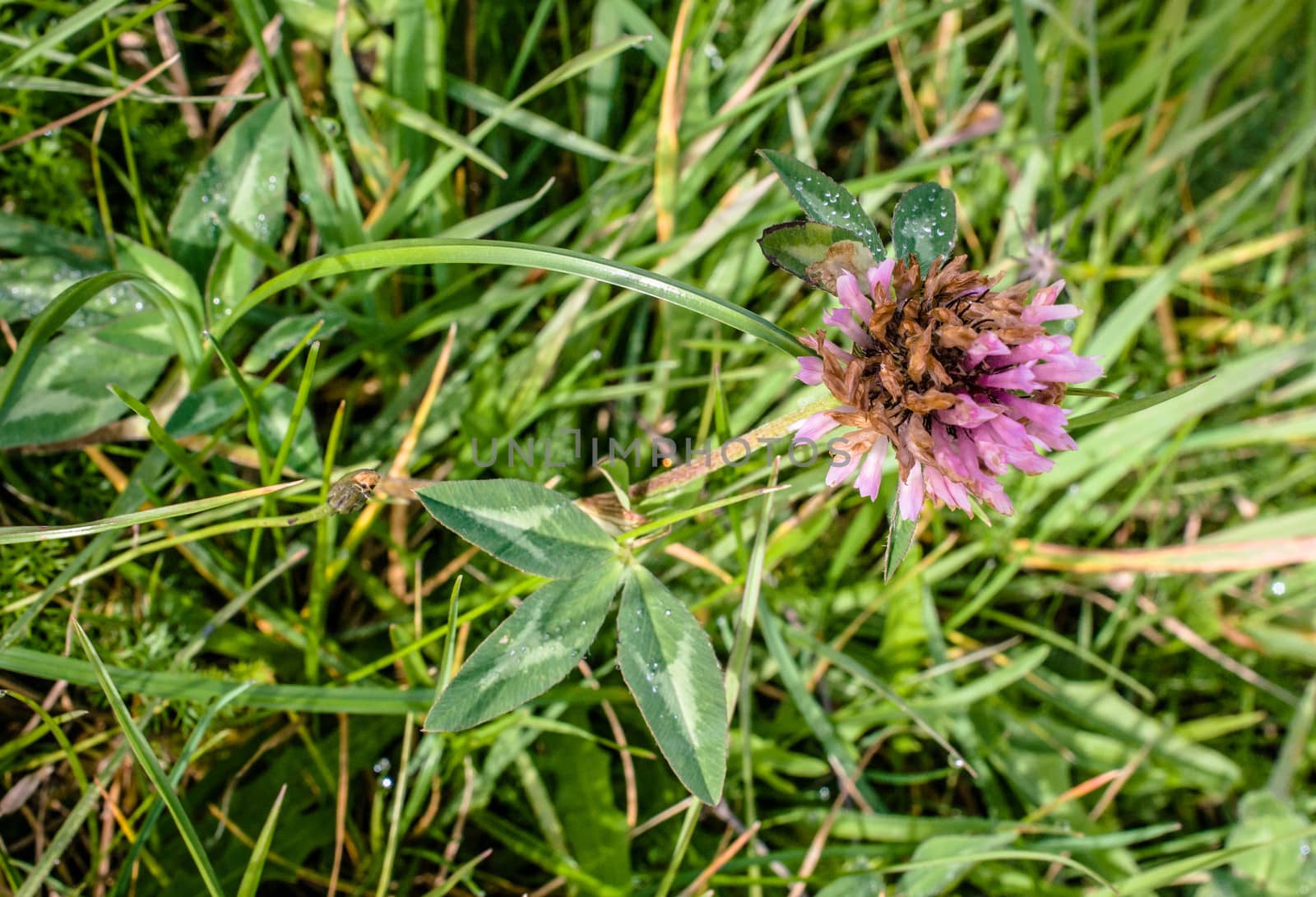 Purple clover flower on a green field