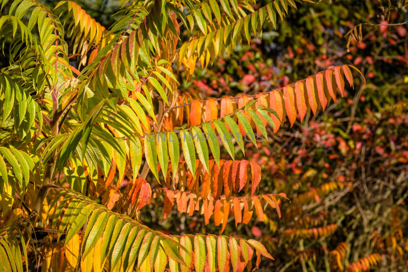 Colorful autumn leafs hanging from a tree