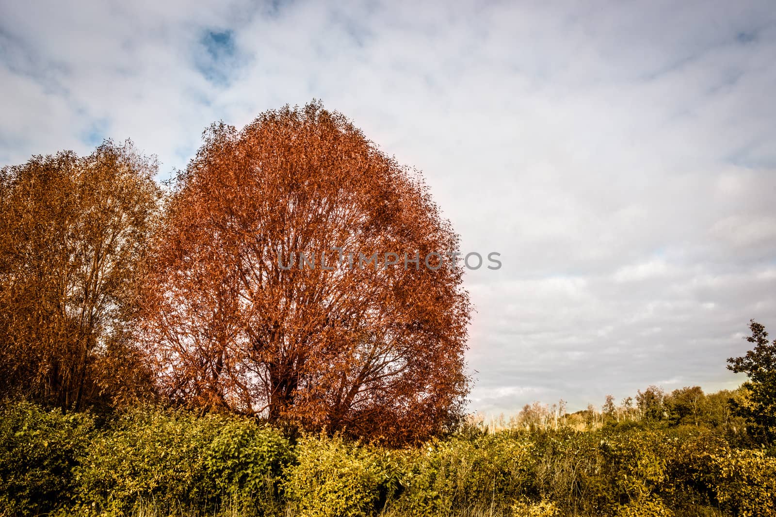 Orange leafs on a tree in autumn