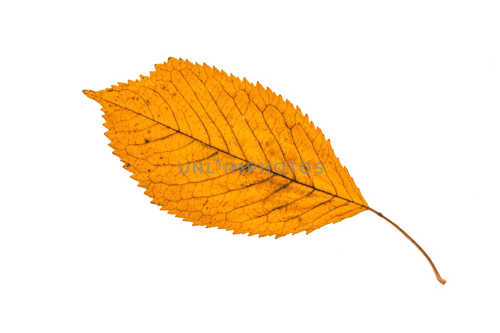 Fallen autumn leaf isolated on white