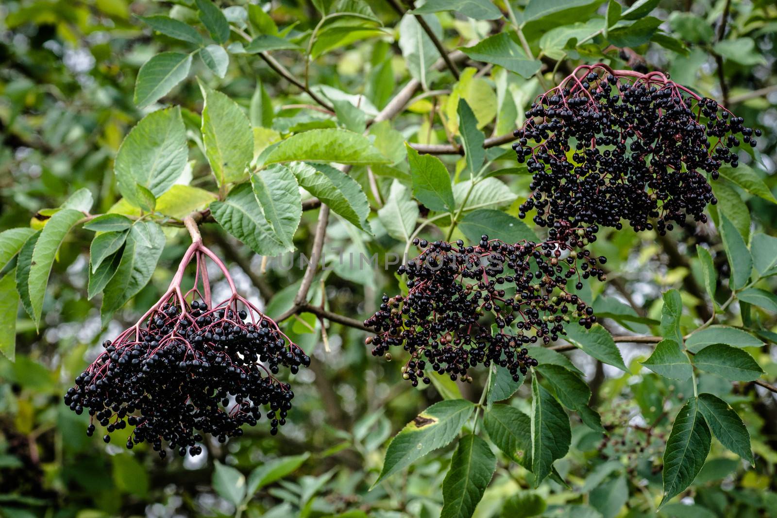 Fresh black elderberry hanging on a bush