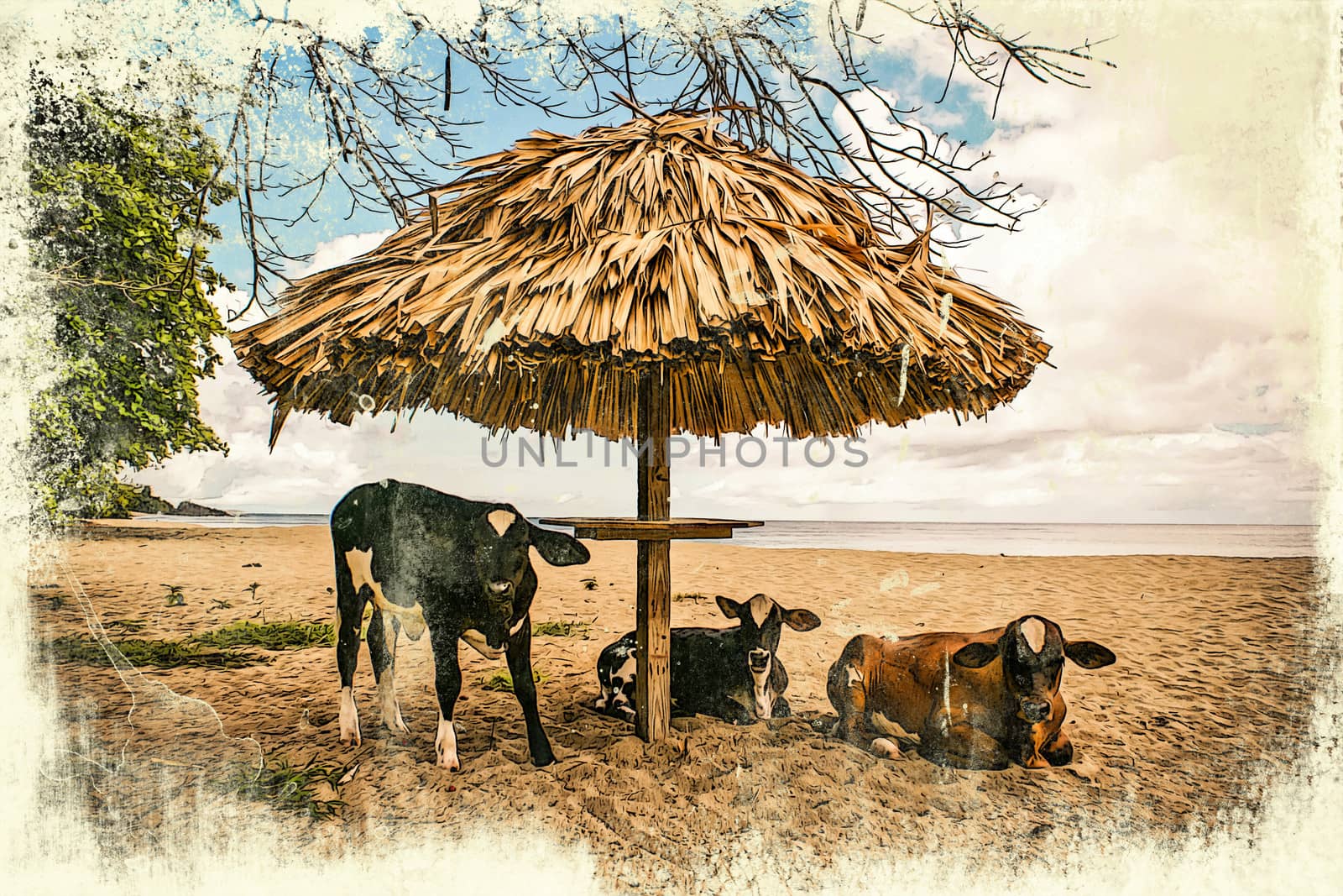 Vintage grunge graphics of cows on the beach