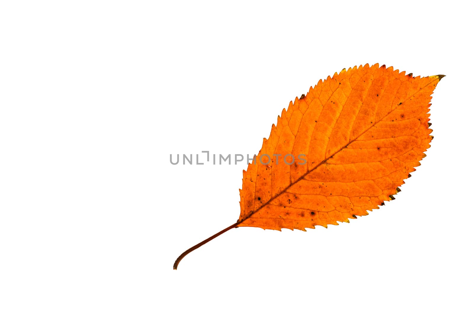 Fallen leaf in orange colors at autumn time