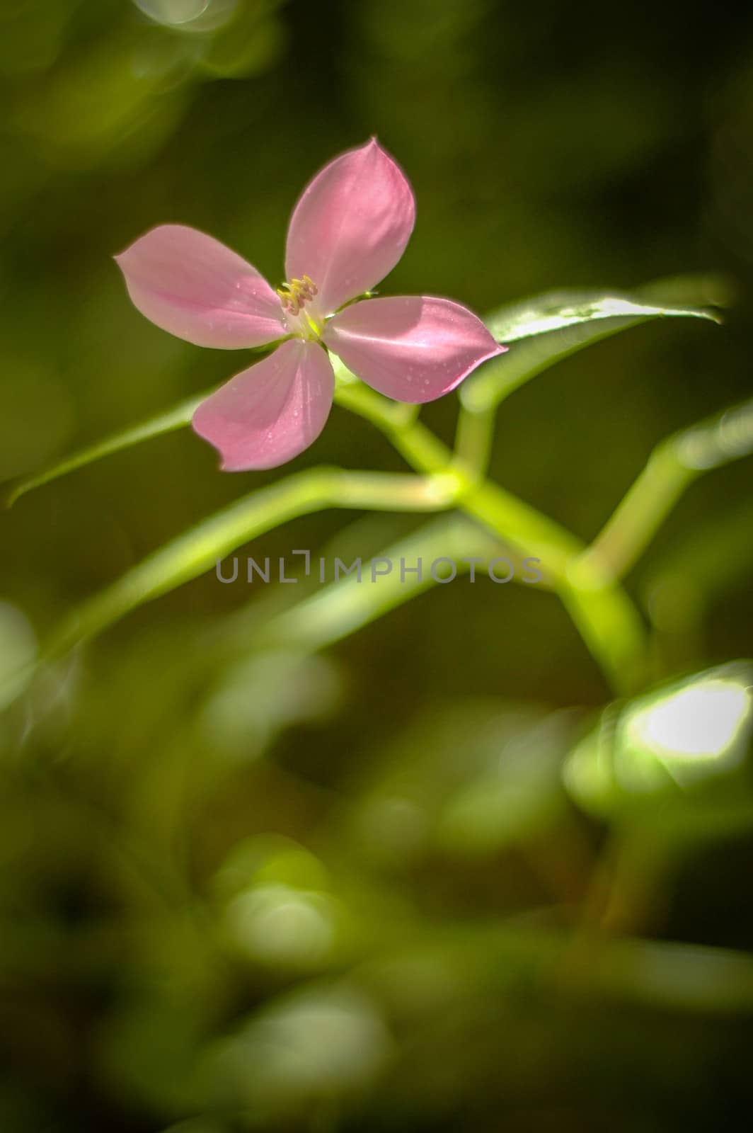 Close-up Of A Wild Rose With Shallow Depth Of Focus