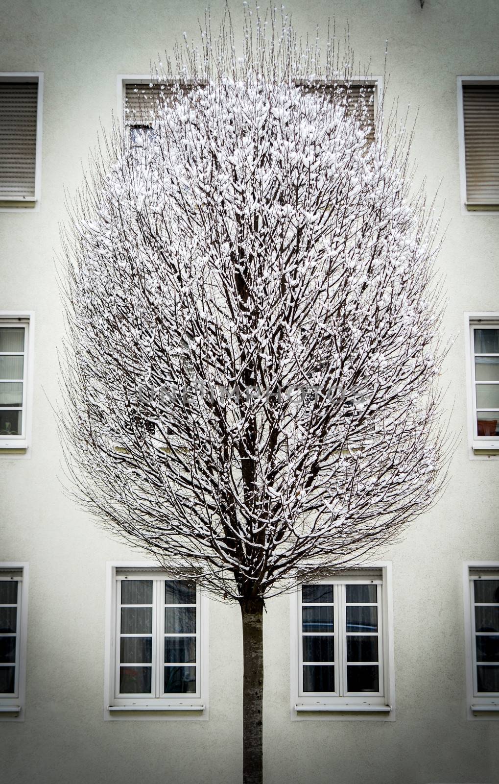 Winter Image Of A Snowy Tree In A City