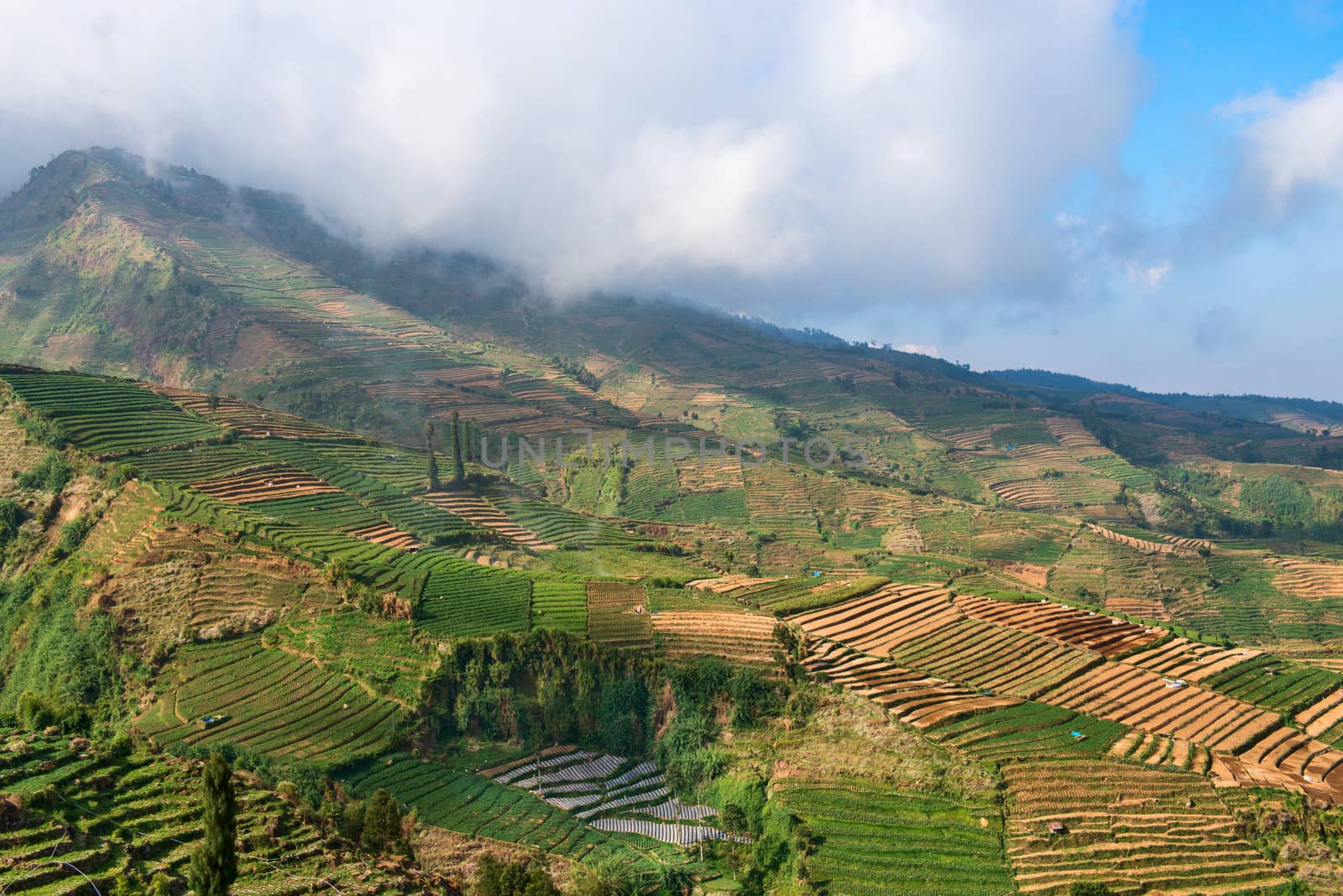 Terraced agriculture fields of Dieng plateau under white clouds, Java island, Indonesia