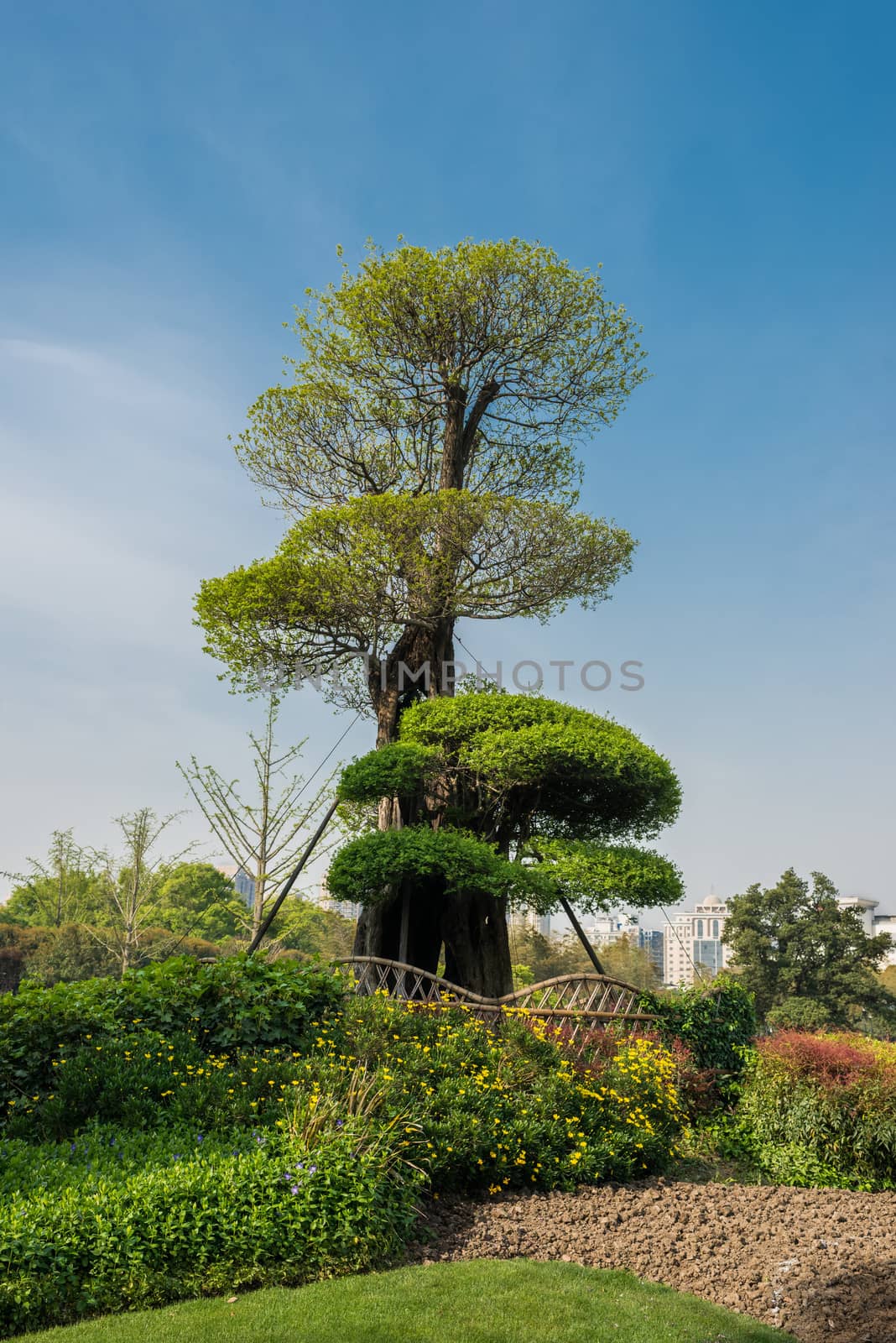 design tree in gucheng park shanghai china in republic popular of china