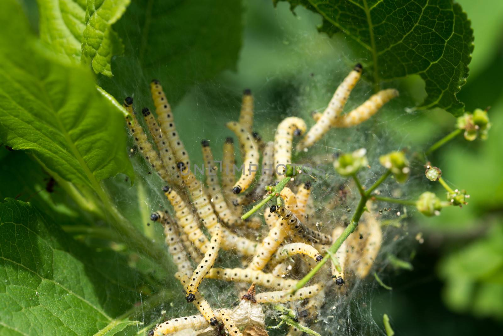 Caterpillar colony on green tree. Agriculture pest Yponomeuta malinellus (Apple Ermine Moth).