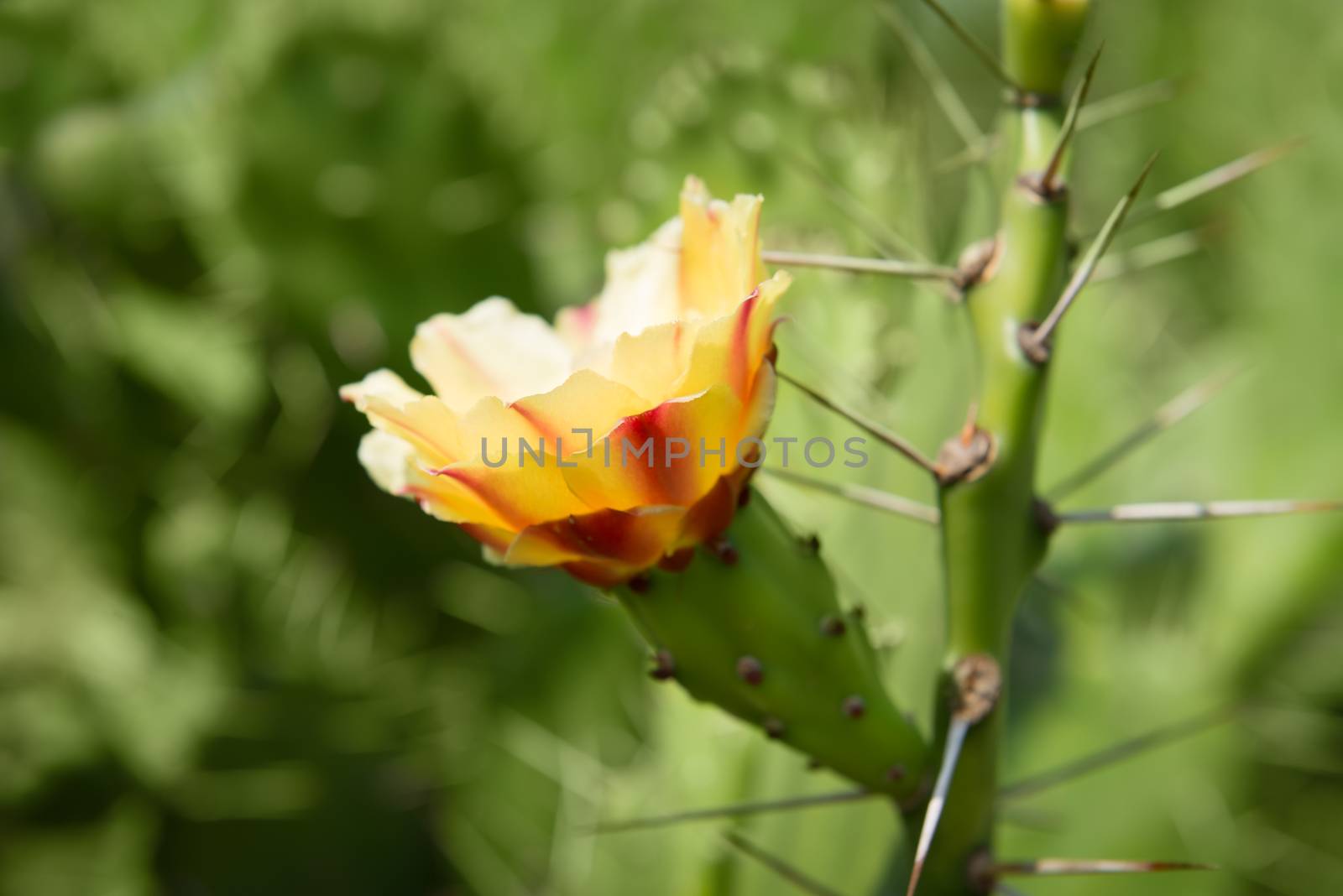 Cactus flower by iryna_rasko