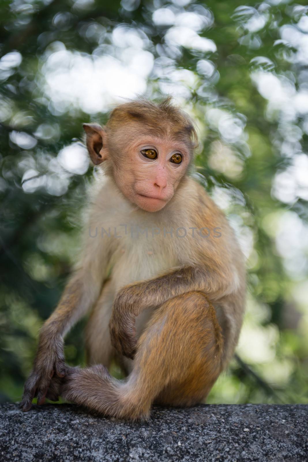 Thoughtful young monkey by iryna_rasko