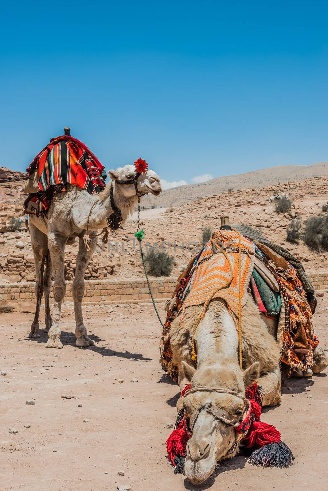 camels in nabatean petra jordan middle east