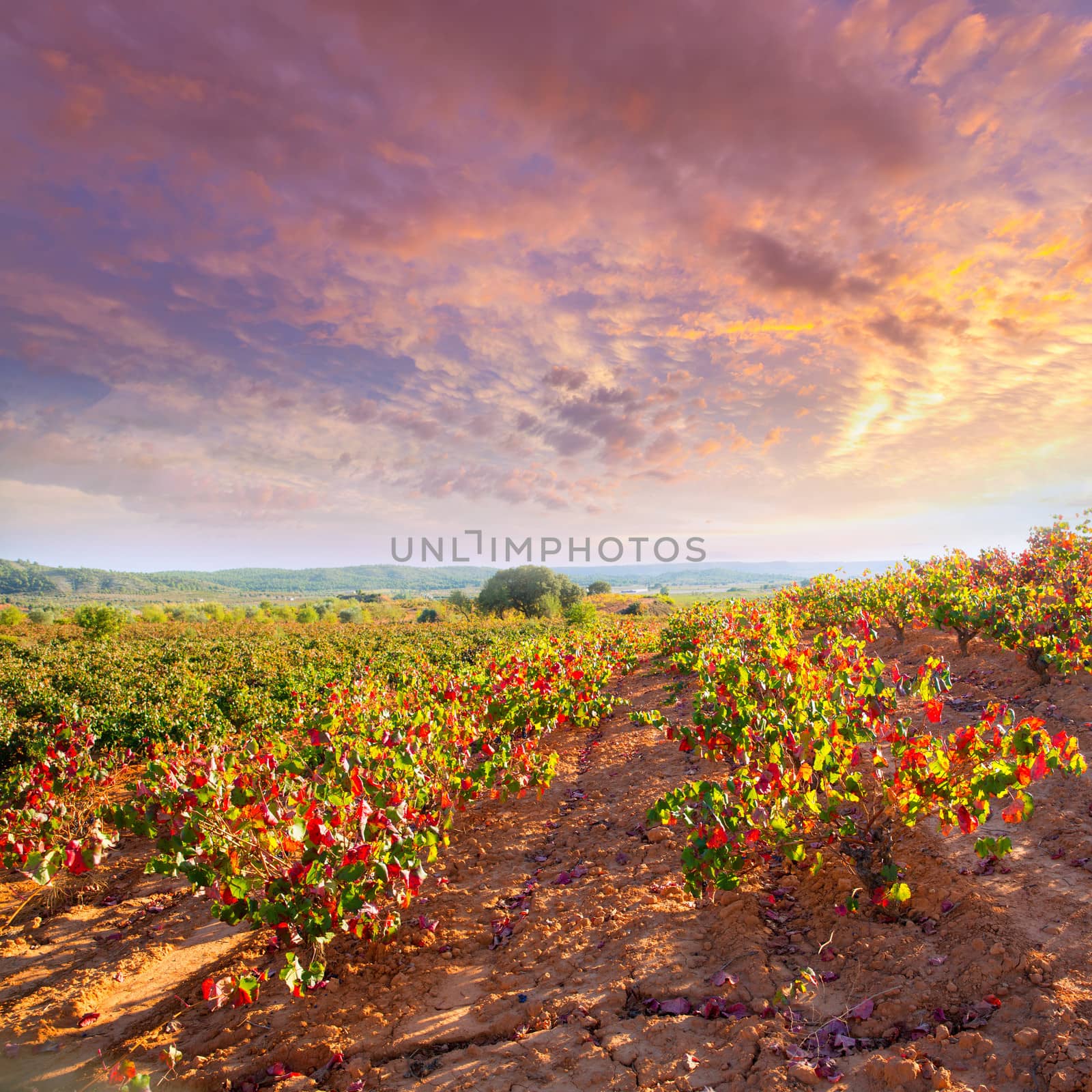Autumn golden red vineyards in Utiel Requena by lunamarina