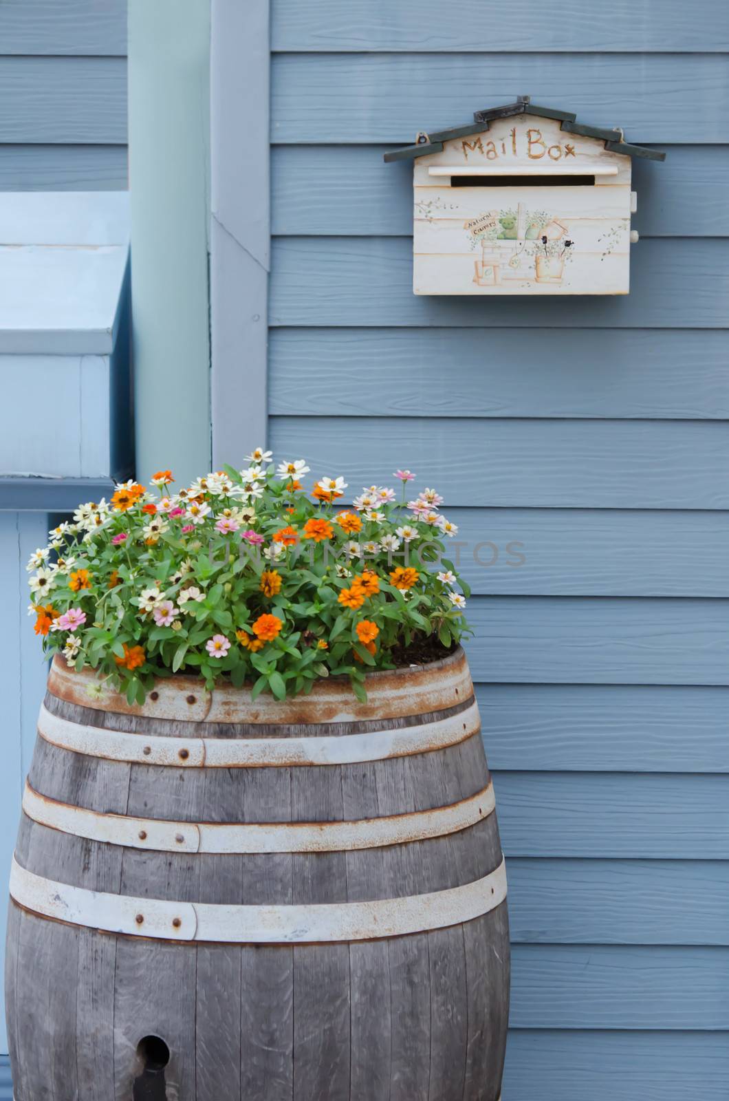 colorful flower with leaves in wooden barrel and mailbox on wall
