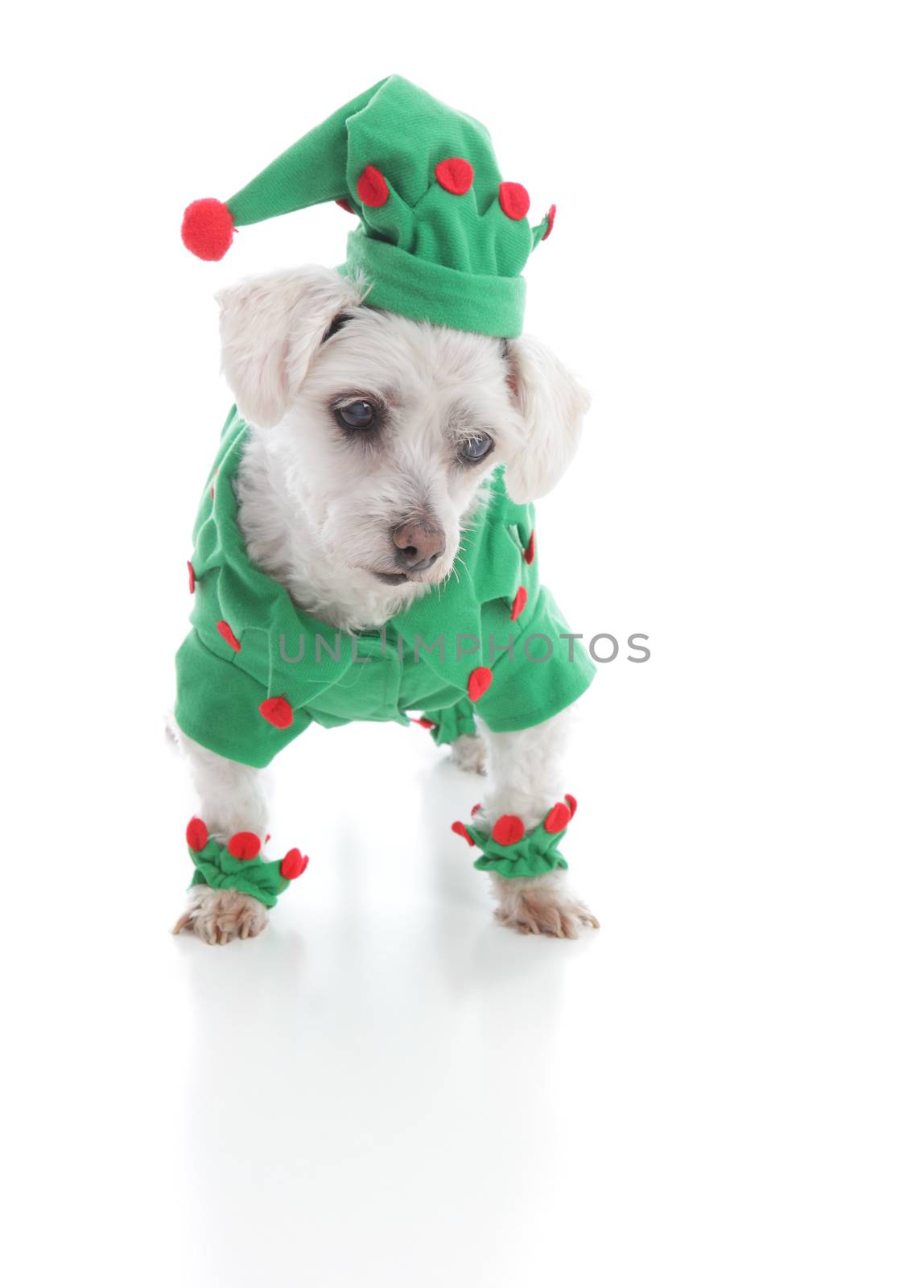 Small pet dressed as an elf, jester or leprechaun is looking down at something.  White background.