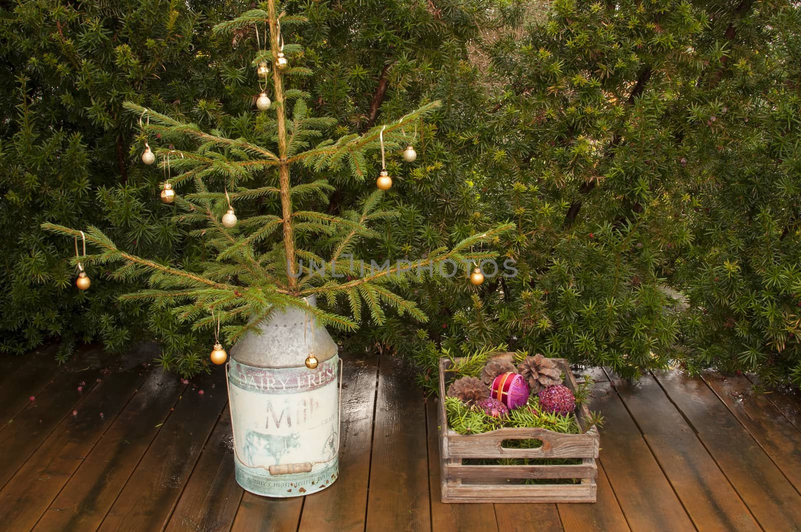 A small christmas tree and a box with pine and christmas bulbs in a garden.  Without snow