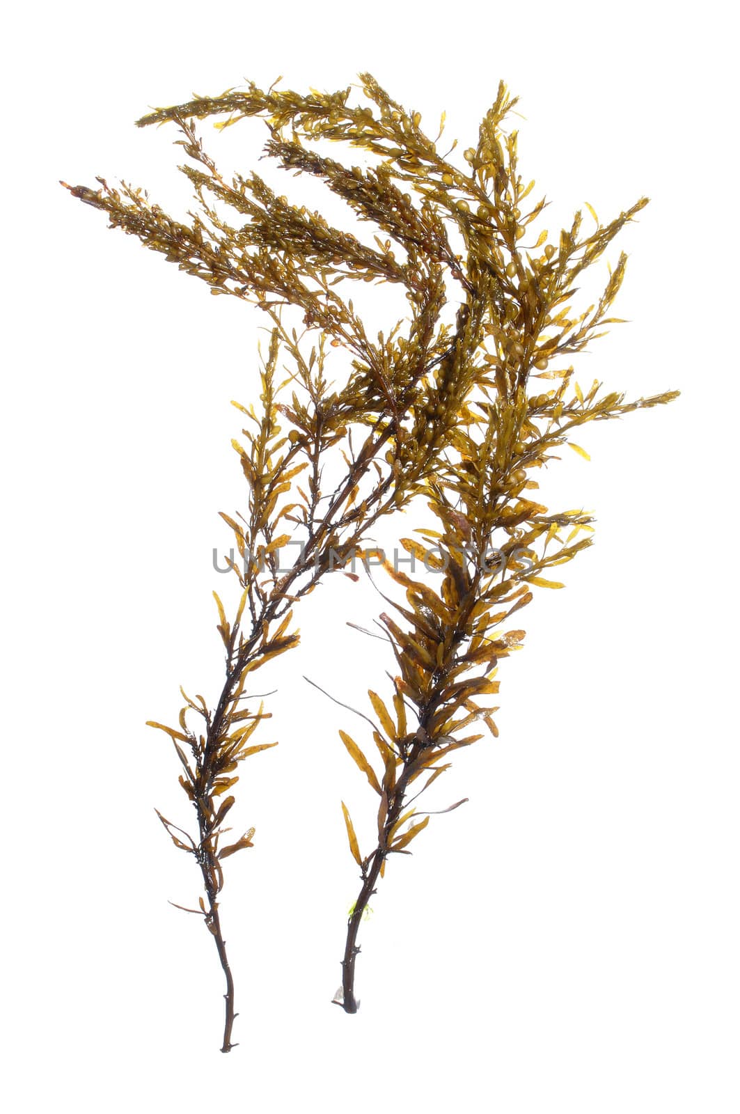 Two branches of brown Japanese wireweed Sargassum muticum seaweed isolated on white