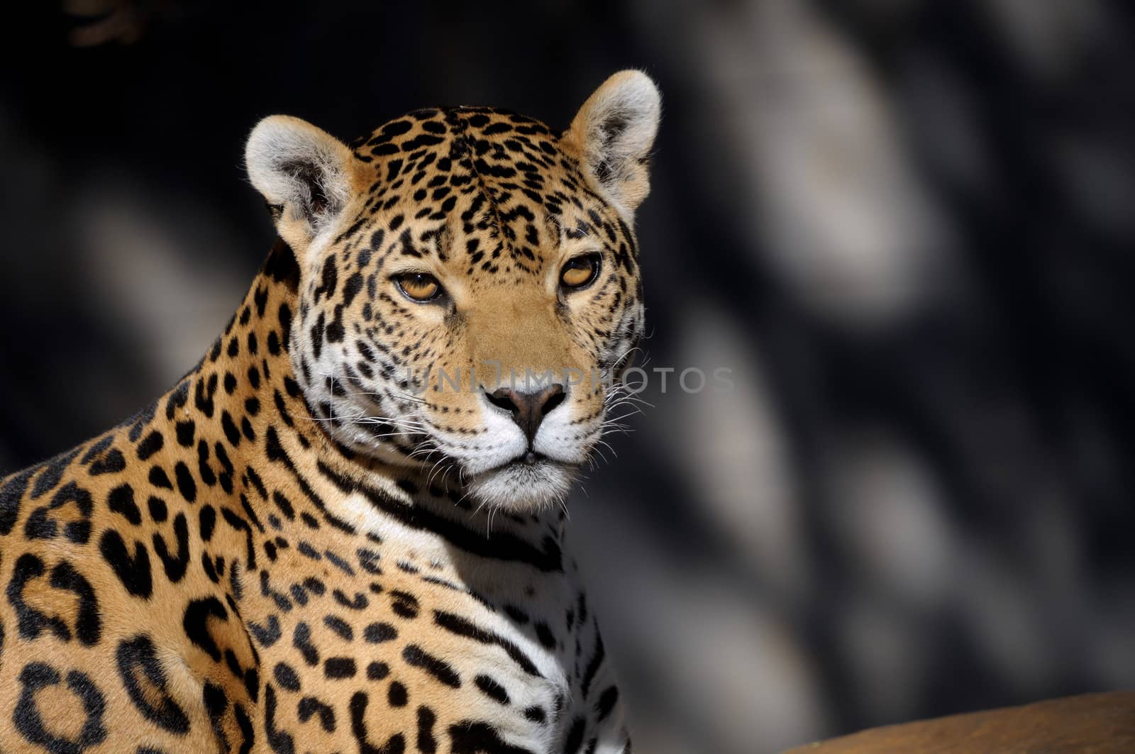 Jaguar, Panthera onca, the third-largest feline after the tiger and the lion