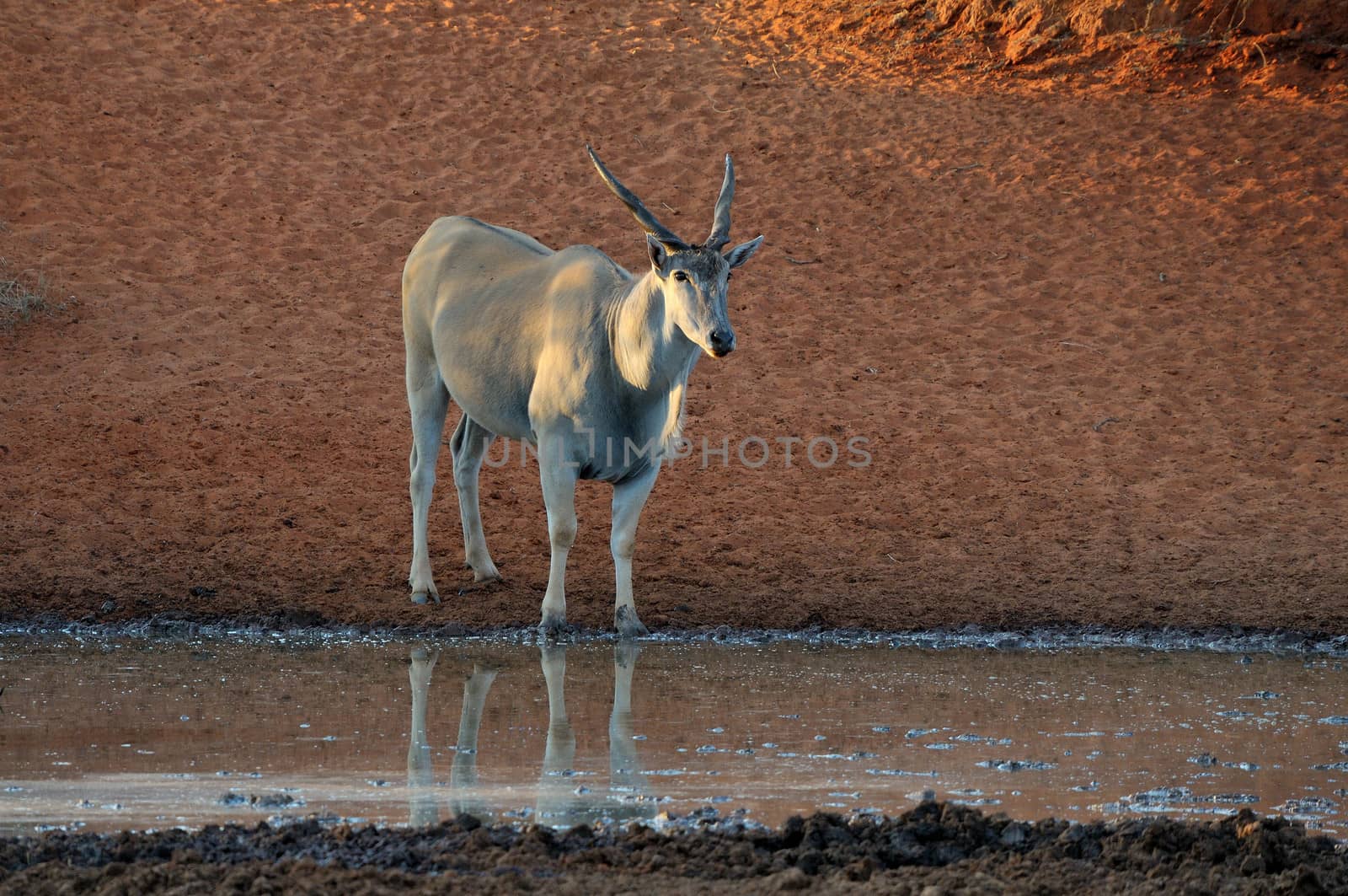 Eland at the Haak-en-Steek Waterhole, Mokala National Park, South Africa