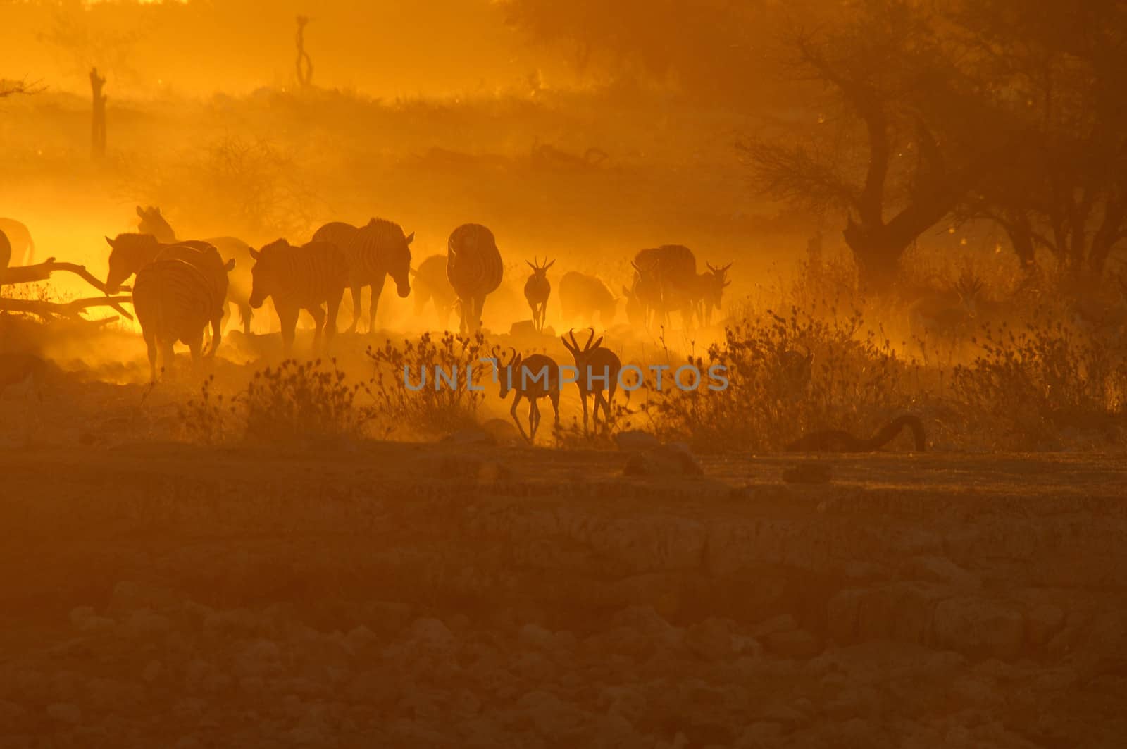 Sunset at the Okaukeujo waterhole, Namibia